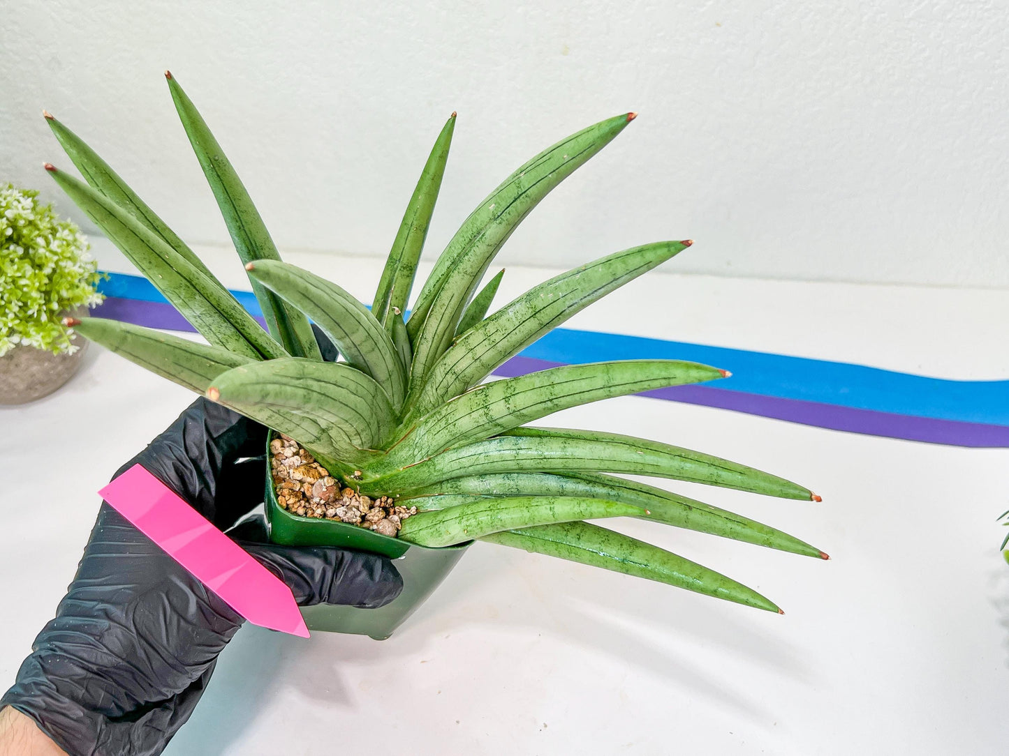 Sansevieria Silver Crown XXL (#D2) | Imported Plants | Rare Hybrid Species