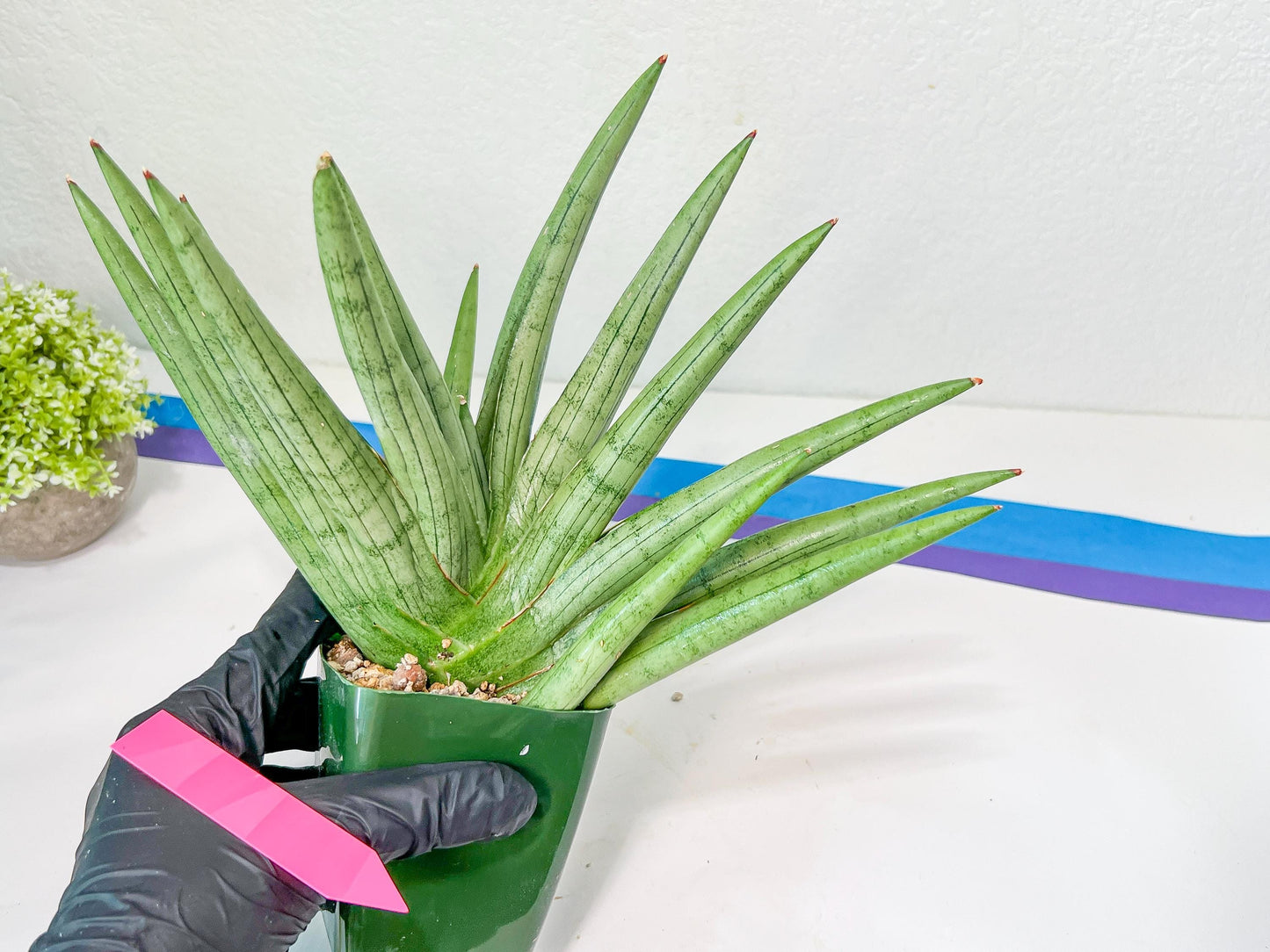 Sansevieria Silver Crown XXL (#D2) | Imported Plants | Rare Hybrid Species
