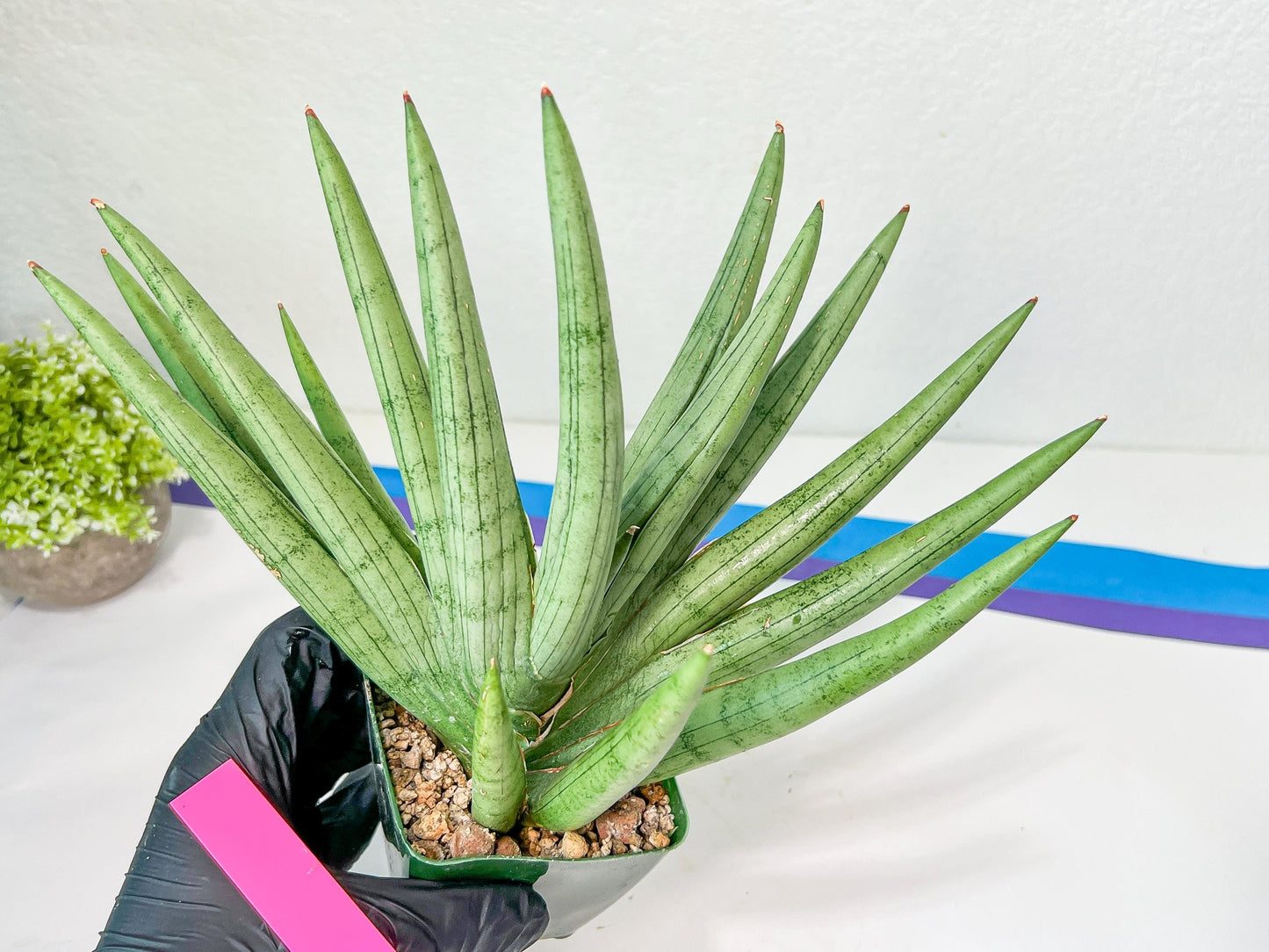 Sansevieria Silver Crown XXL (#D2) | Imported Plants | Rare Hybrid Species