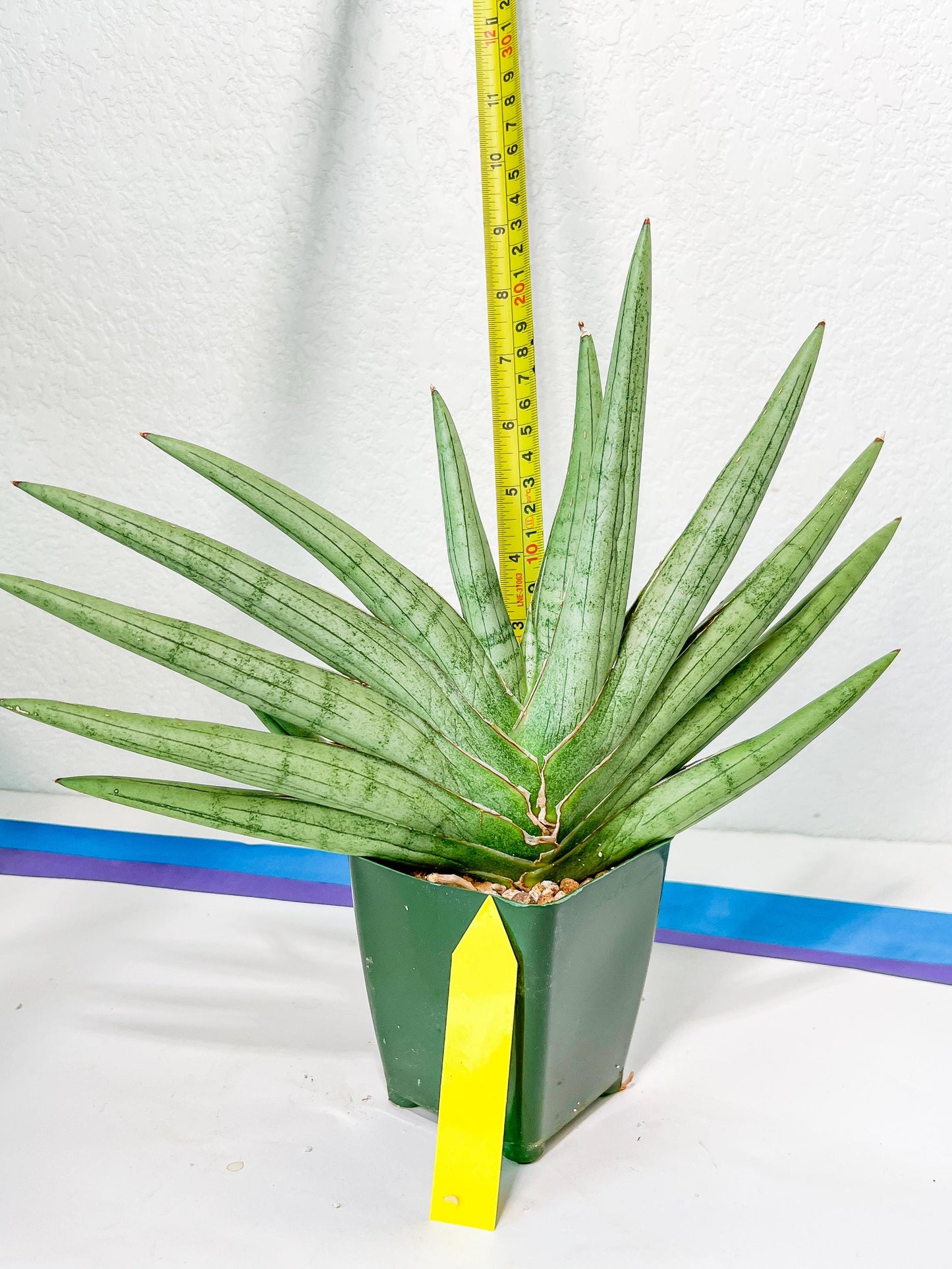 Sansevieria Silver Crown XXL (#D2) | Imported Plants | Rare Hybrid Species
