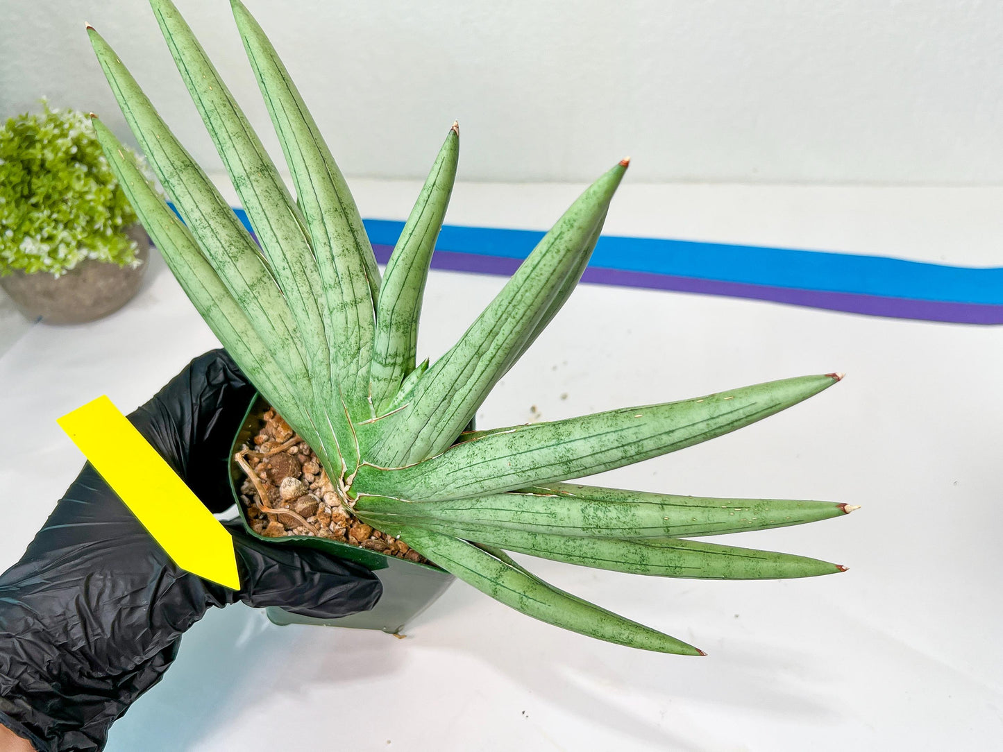 Sansevieria Silver Crown XXL (#D2) | Imported Plants | Rare Hybrid Species
