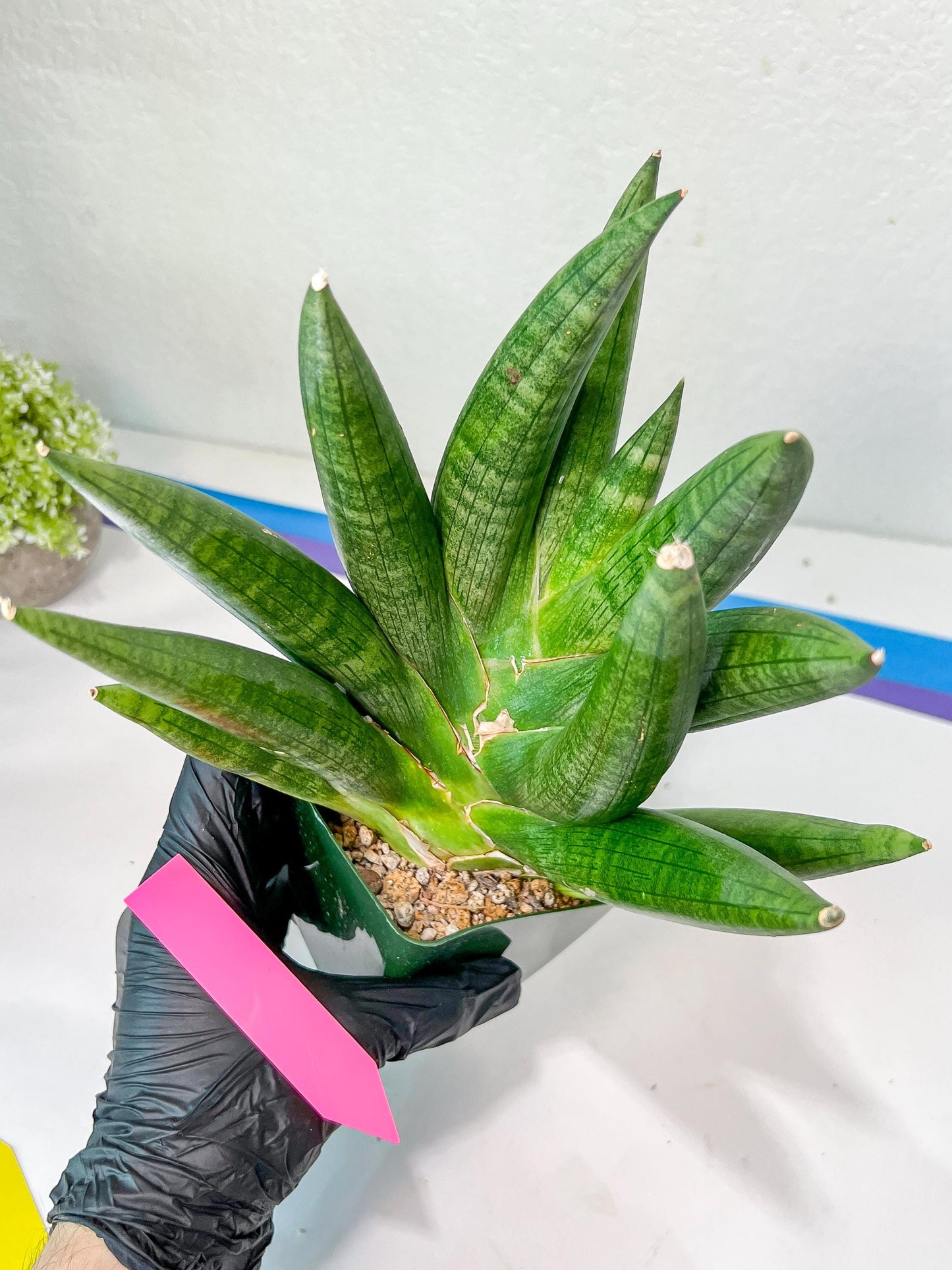 Sansevieria Kongiku XXL (#D2) | Imported Plants | Rare Hybrid Species