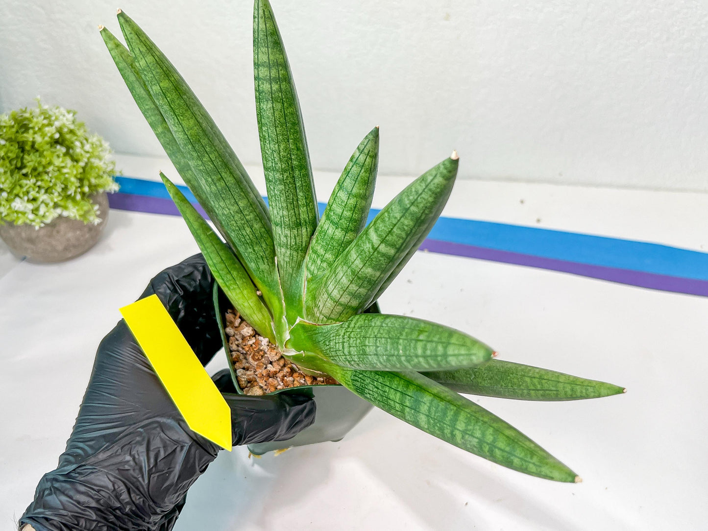 Sansevieria Kongiku XXL (#D2) | Imported Plants | Rare Hybrid Species