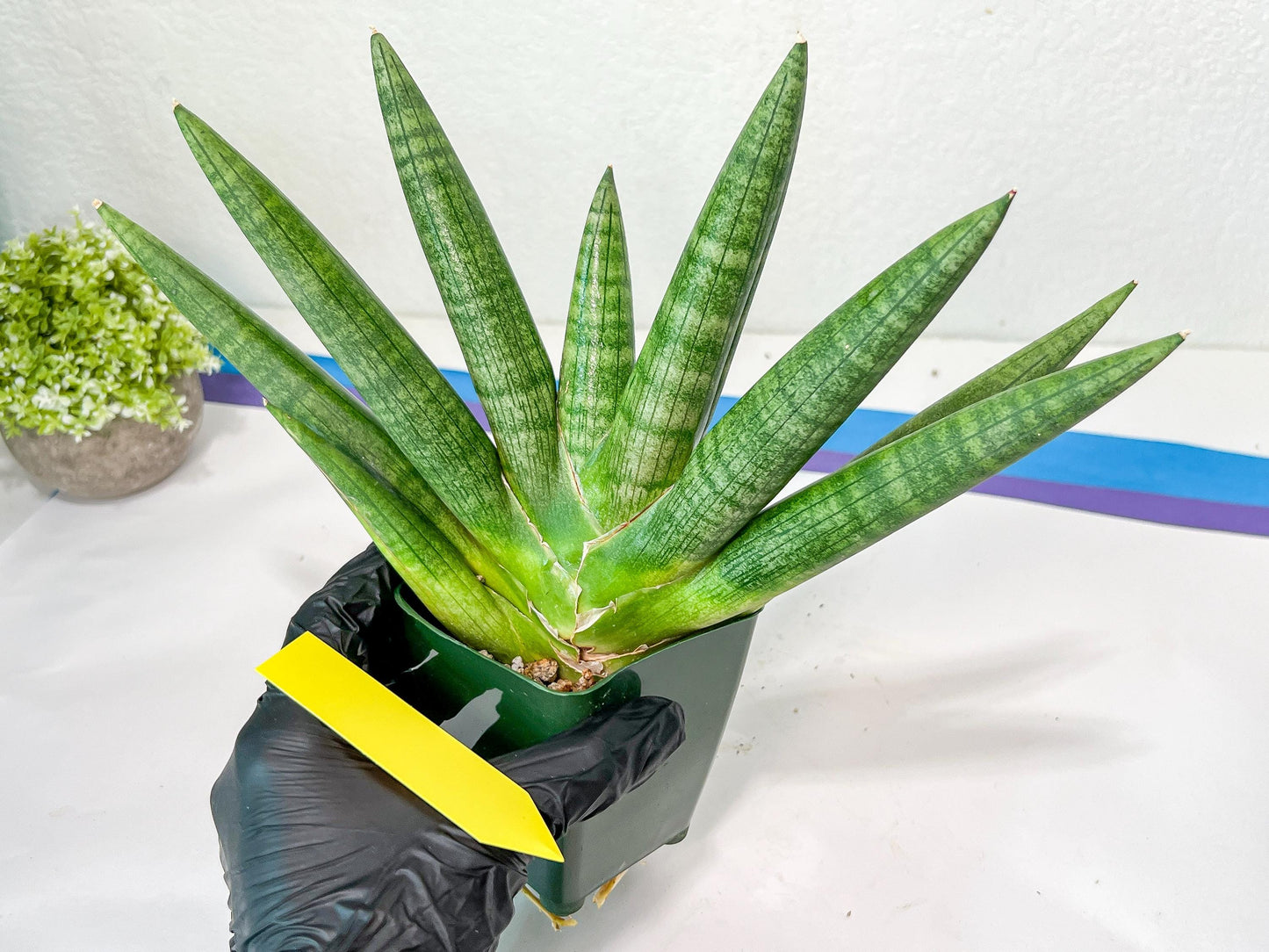 Sansevieria Kongiku XXL (#D2) | Imported Plants | Rare Hybrid Species