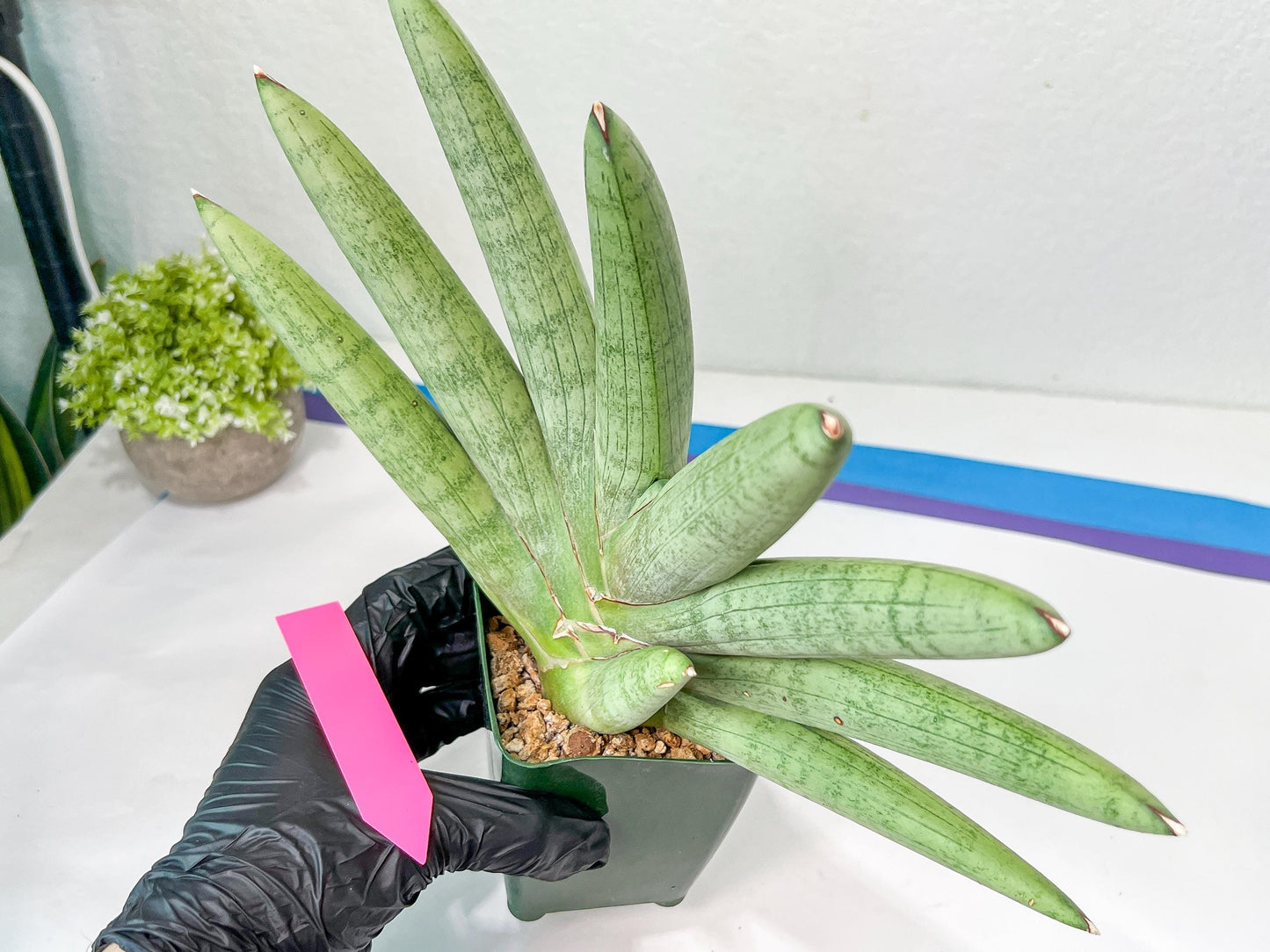 Sansevieria Big Silver XXL (#D2) | Rare Imported Plants | Hybrid Species