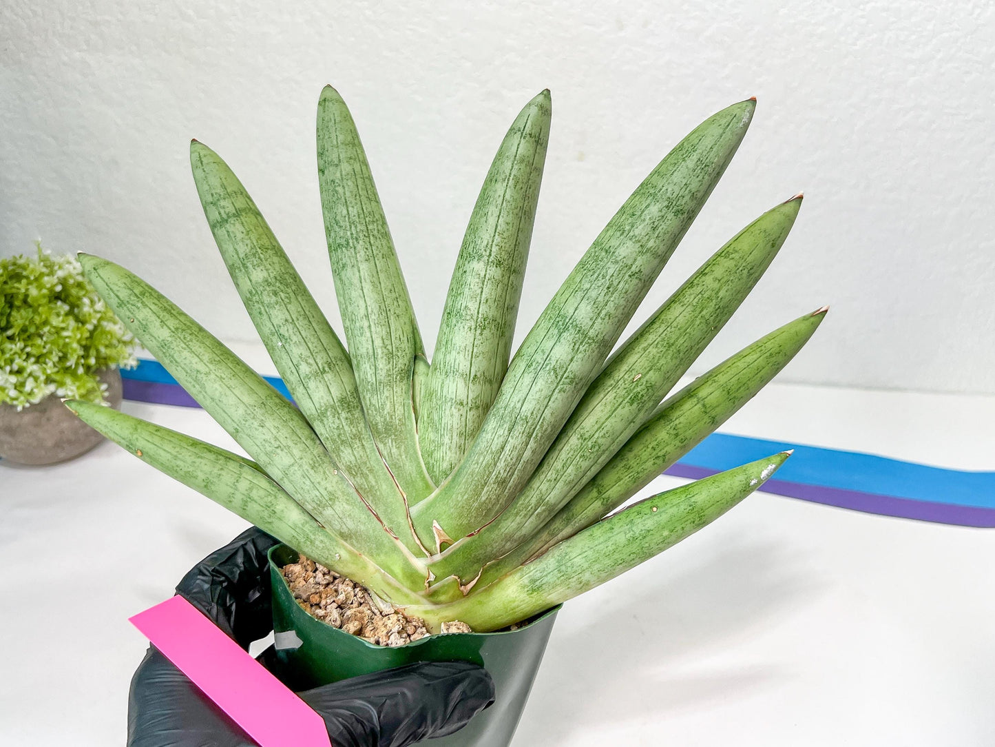 Sansevieria Big Silver XXL (#D2) | Rare Imported Plants | Hybrid Species