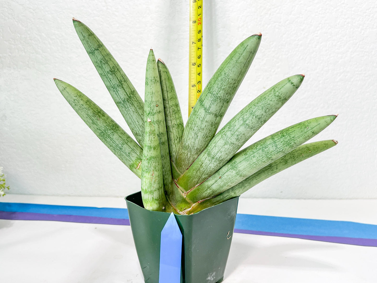 Sansevieria Big Silver XXL (#D2) | Rare Imported Plants | Hybrid Species