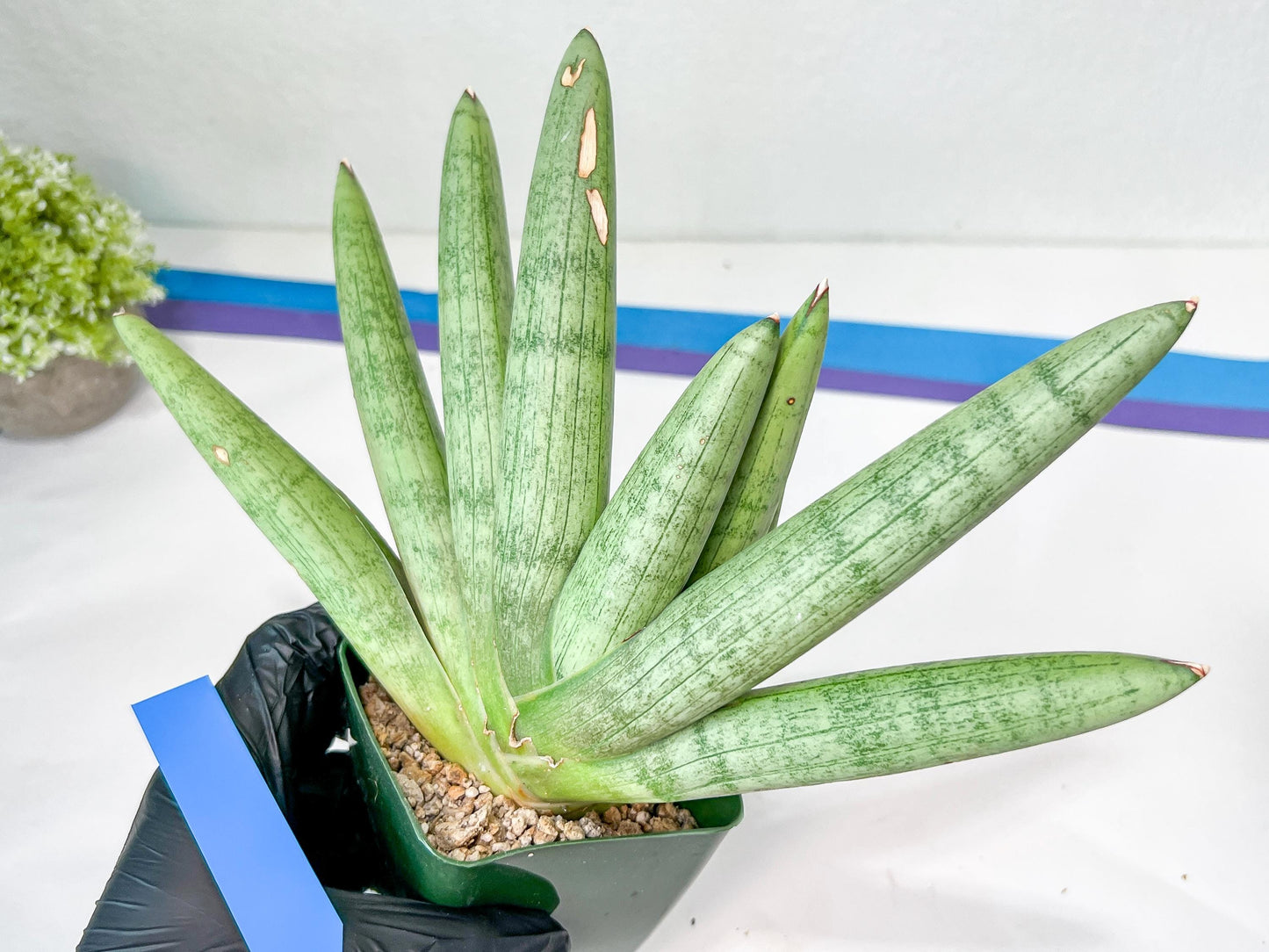 Sansevieria Big Silver XXL (#D2) | Rare Imported Plants | Hybrid Species