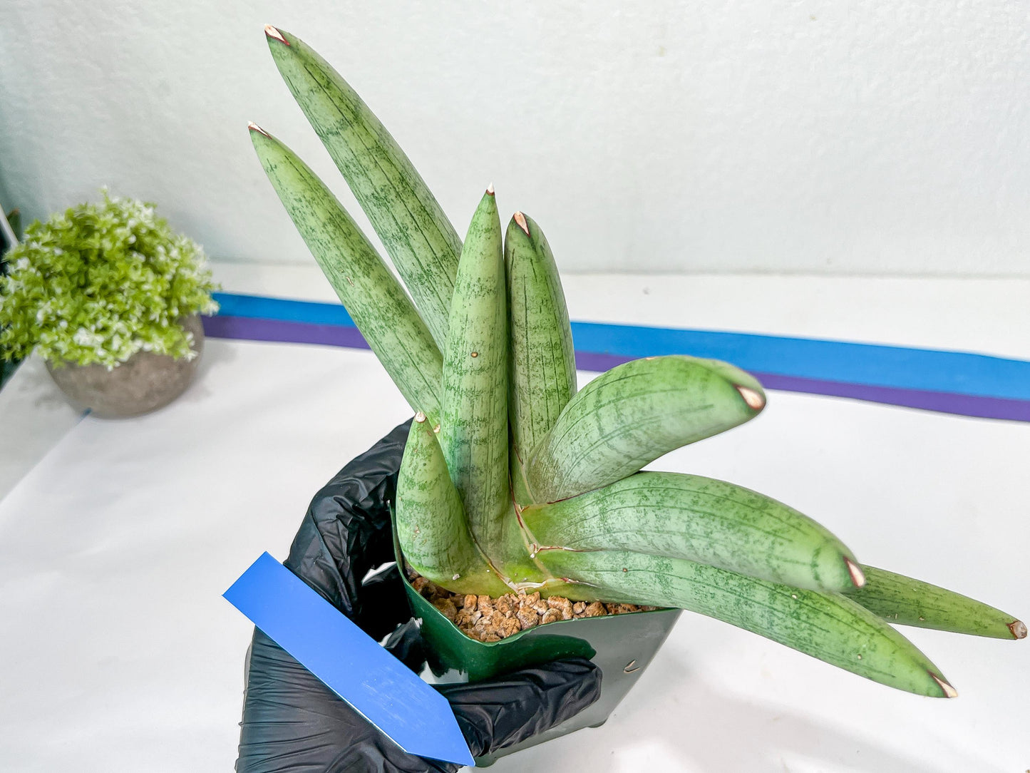 Sansevieria Big Silver XXL (#D2) | Rare Imported Plants | Hybrid Species