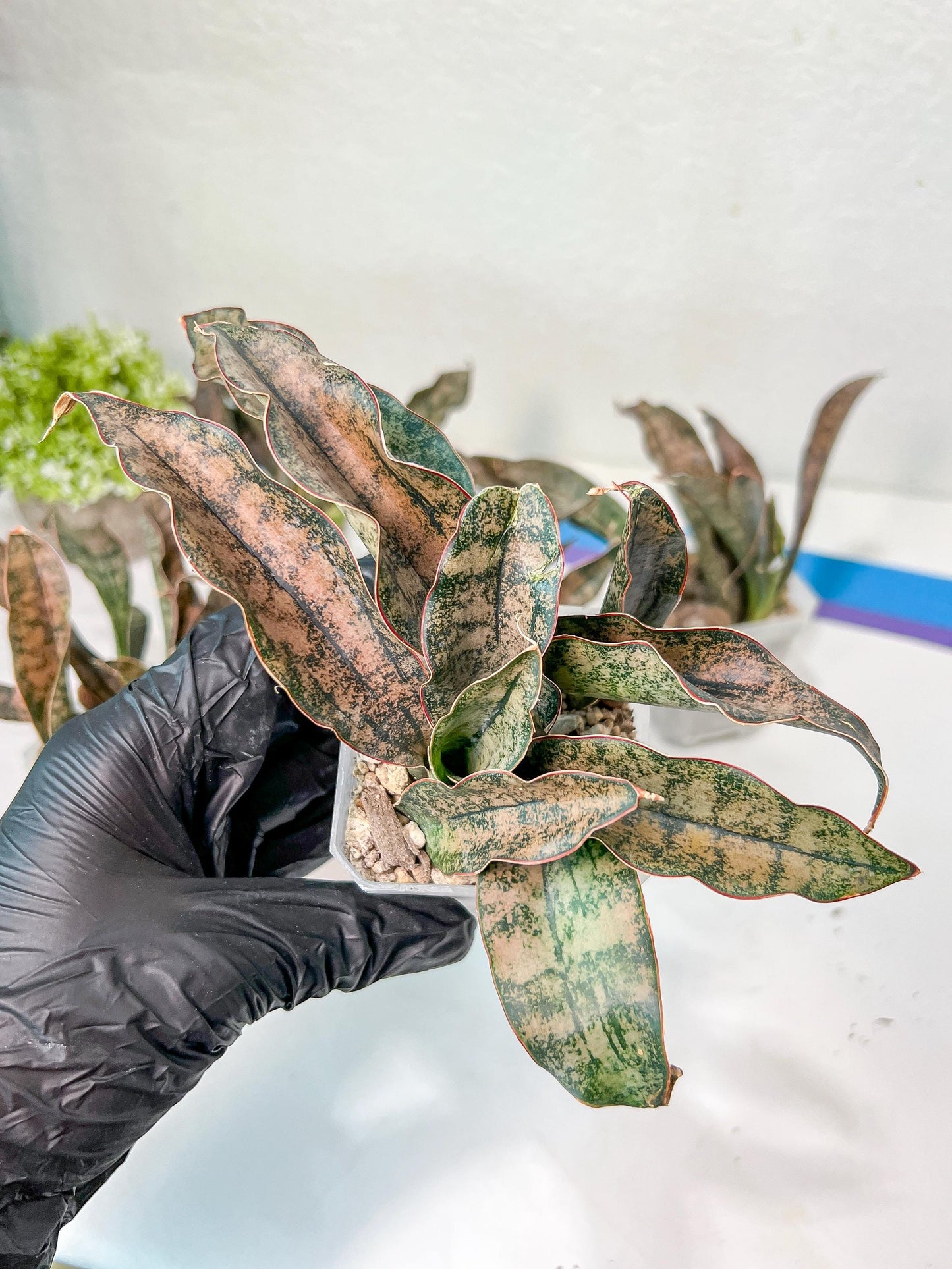 Sansevieria kirkii Coppertone | Give yourself a little green reward