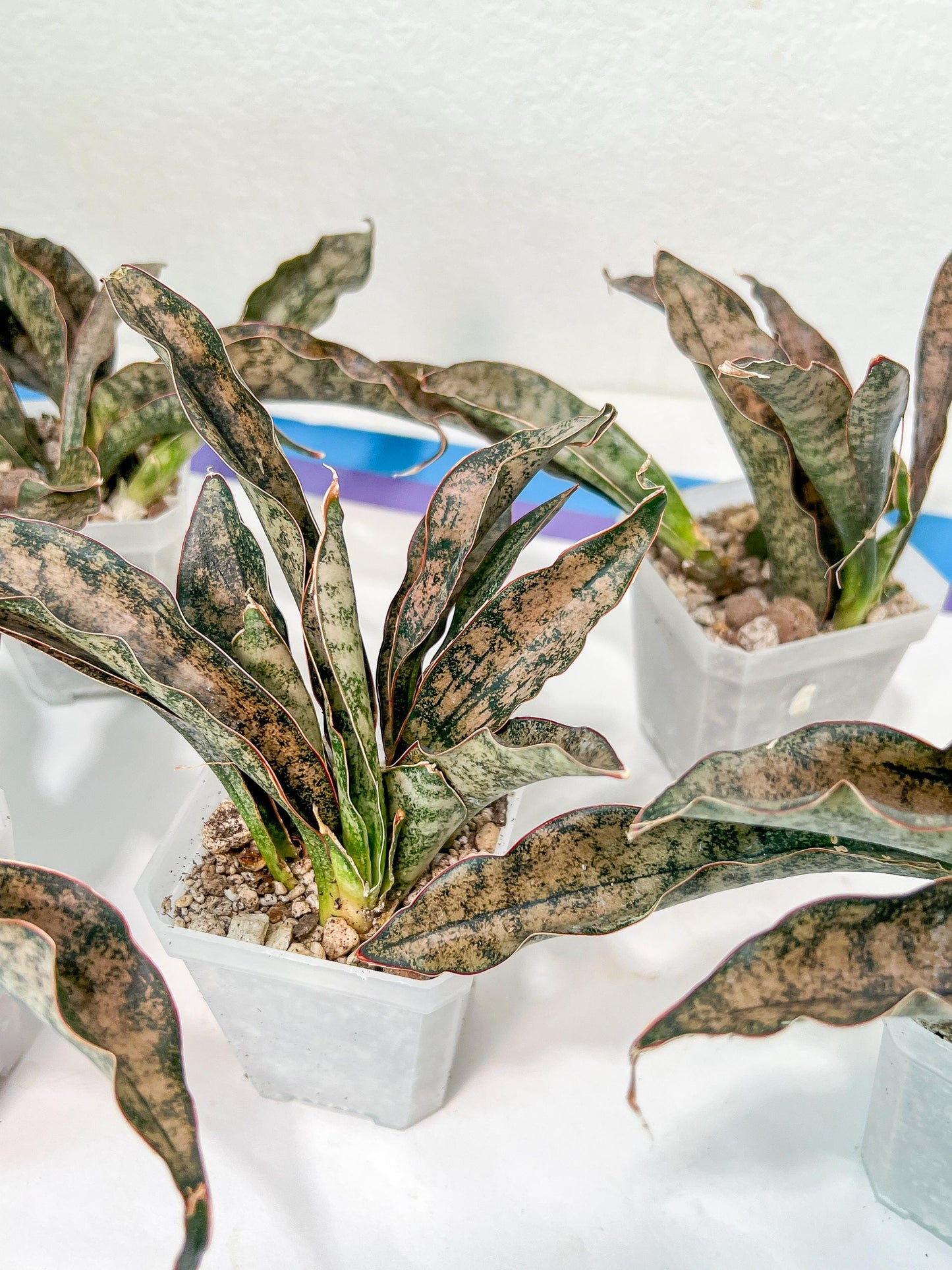 Sansevieria kirkii Coppertone | Give yourself a little green reward