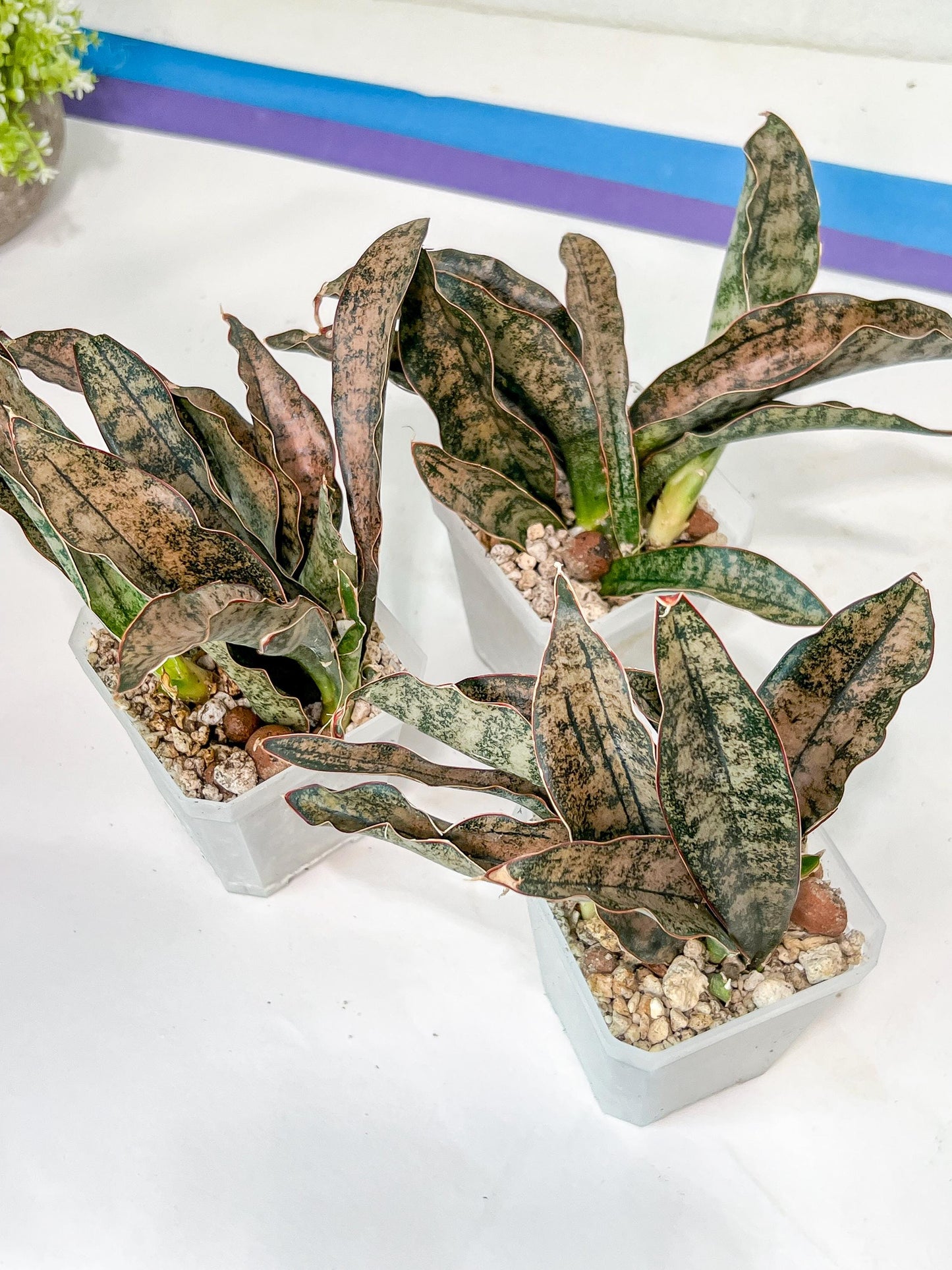Sansevieria kirkii Coppertone | Give yourself a little green reward
