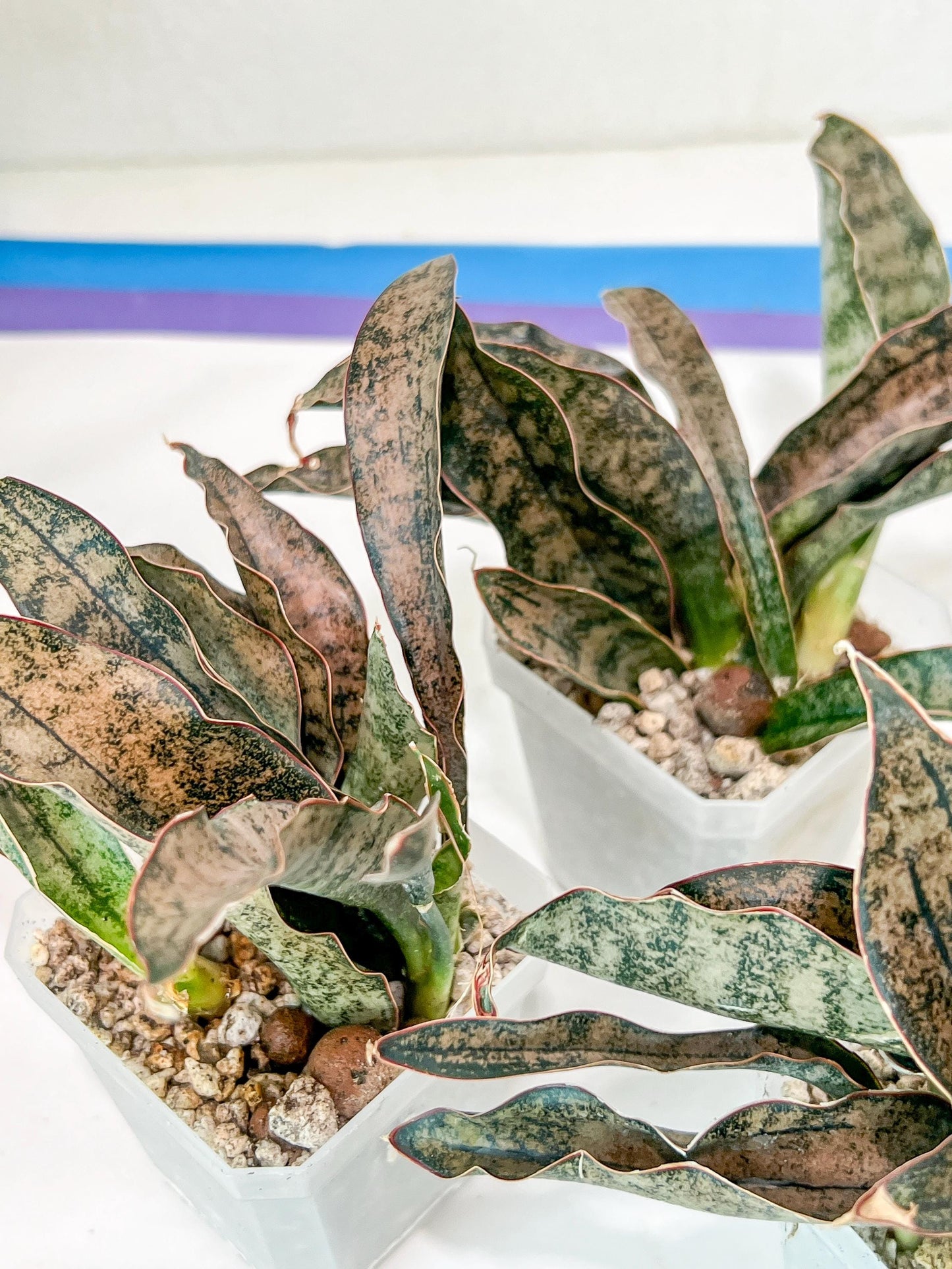 Sansevieria kirkii Coppertone | Give yourself a little green reward