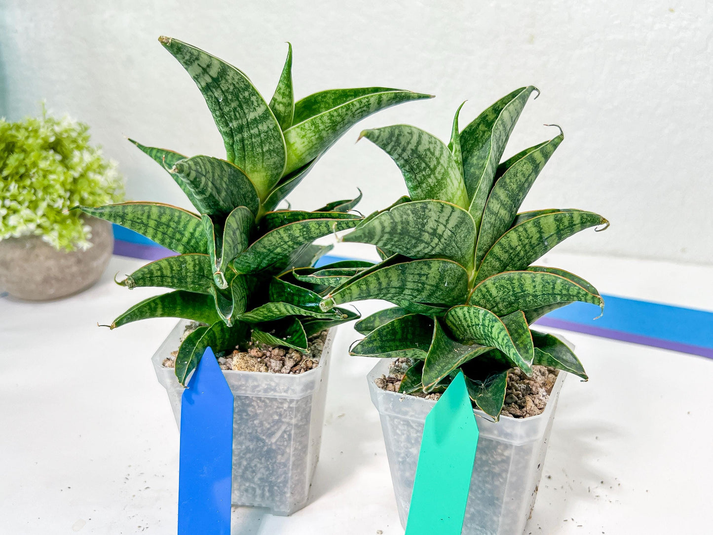 Sansevieria Sindoro XL | Imported Plants | Rare Hybrid Species