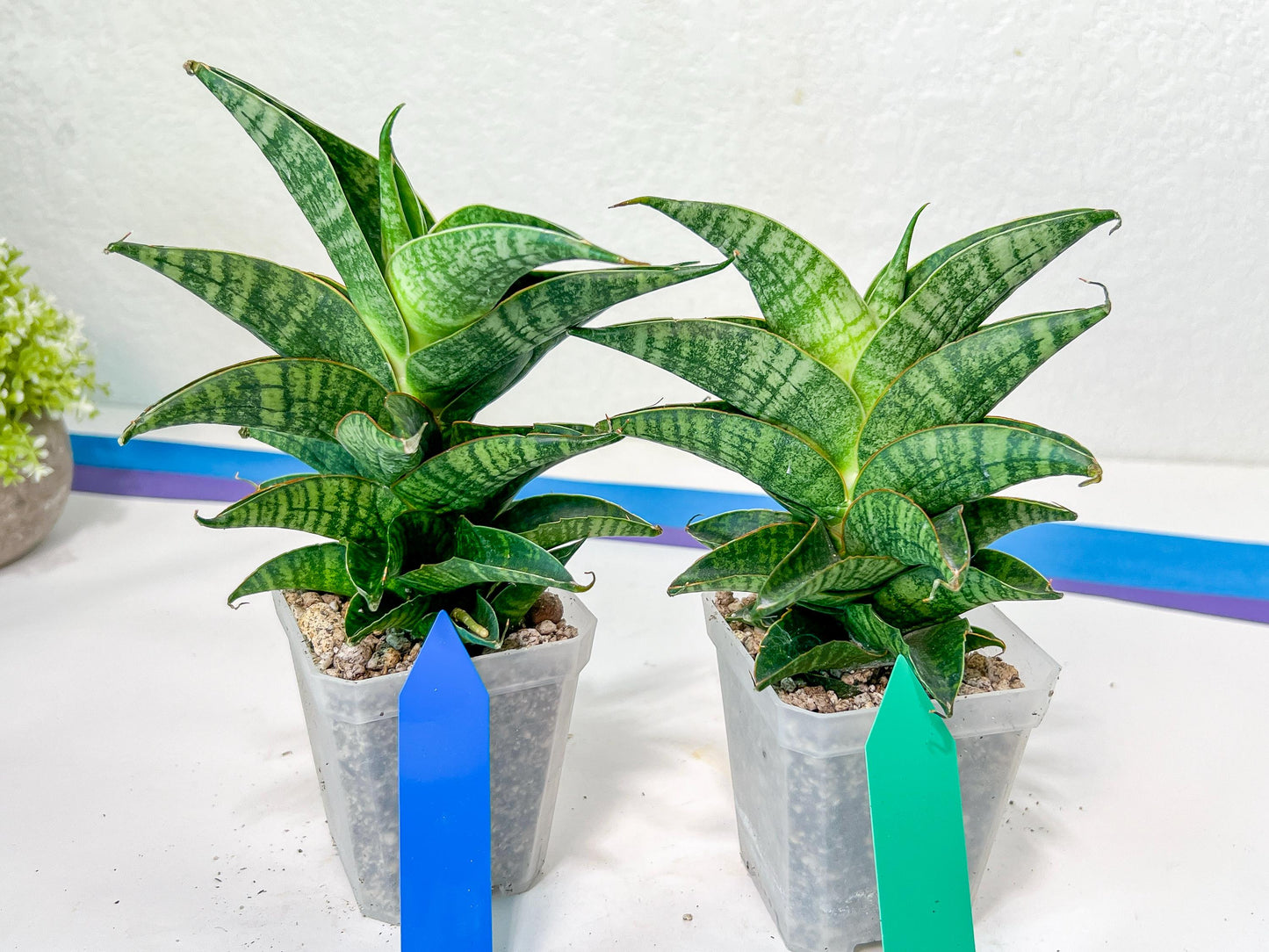 Sansevieria Sindoro XL | Imported Plants | Rare Hybrid Species