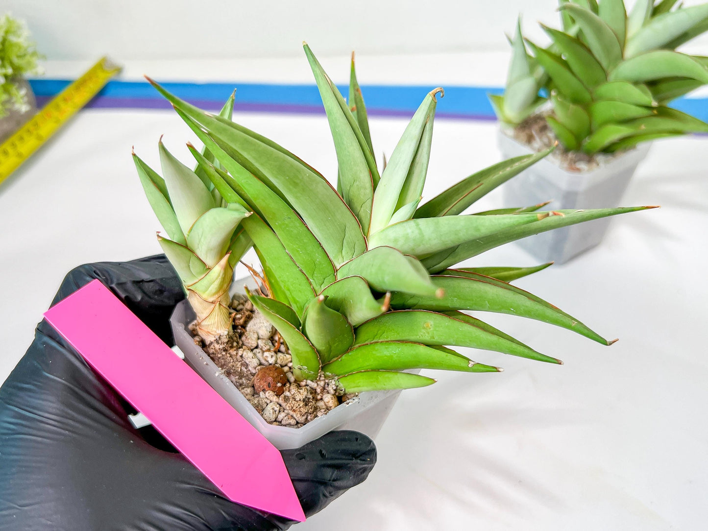Sansevieria Aura | Imported Plants | Rare Hybrid Species