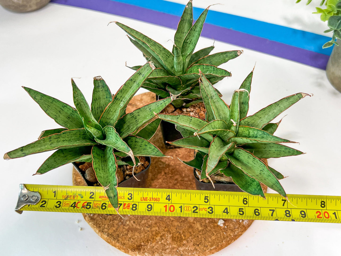 Sansevieria Lady Prang Pups (PH15) | Imported Plant
