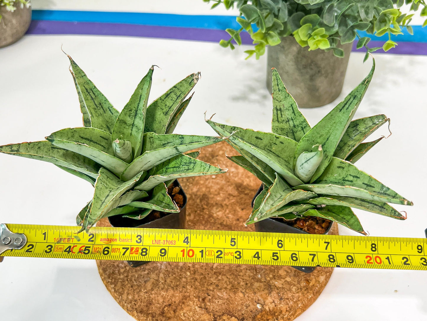 Sansevieria Snow Flake (#RA2) | Imported Plants | Rare Hybrid Species