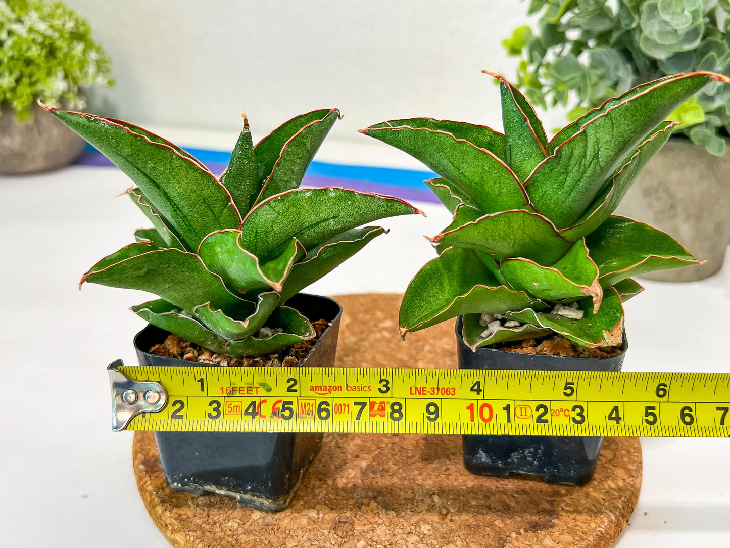 Sansevieria Rock Sand (#RA7) | Find an Extraordinary and Rare Plant
