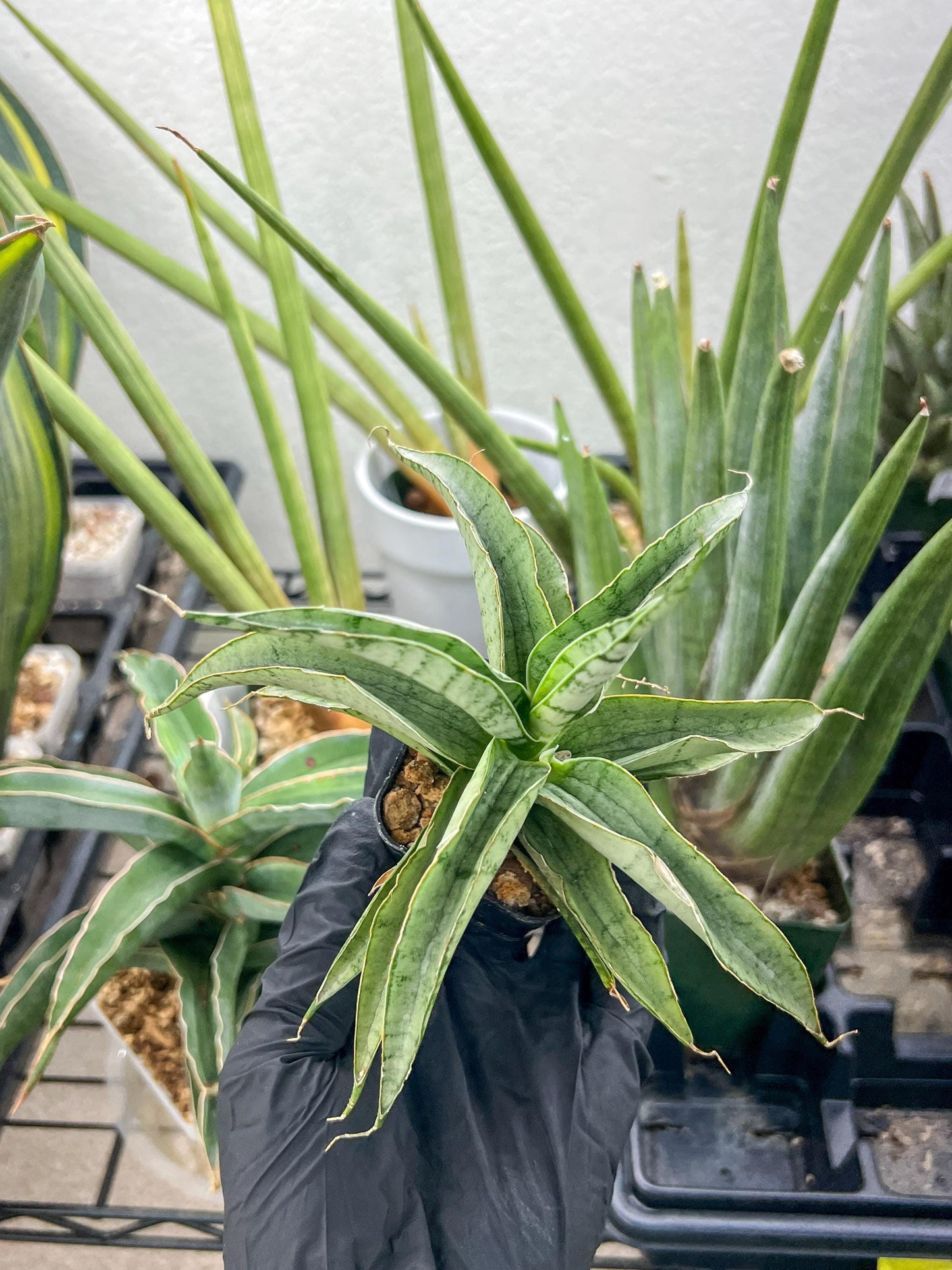 Sansevieria Dancing Lady (#RA4) | Imported Indoor Snake Plant