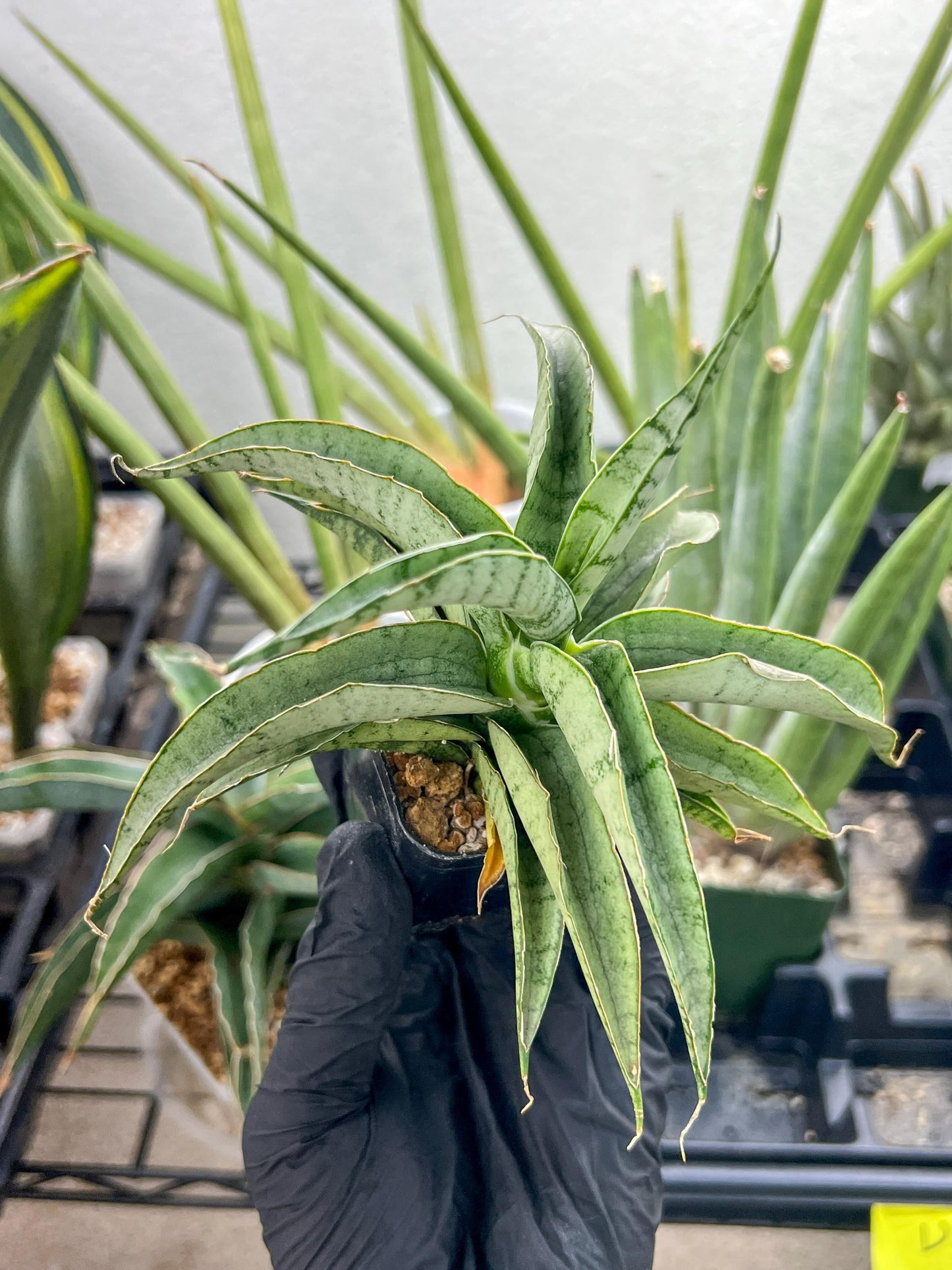 Sansevieria Dancing Lady (#RA4) | Imported Indoor Snake Plant