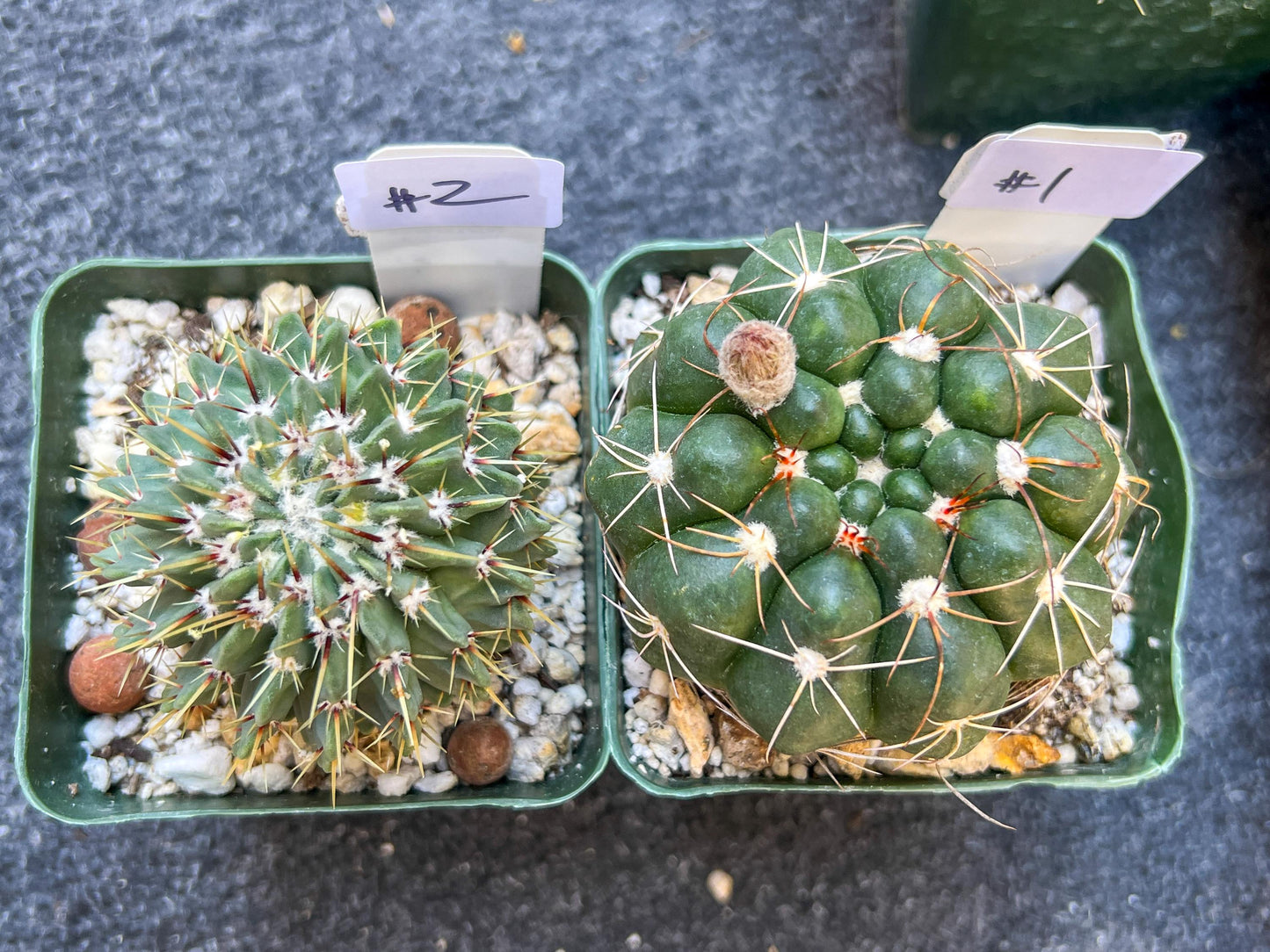 Rare Cactus Collections (C1)(1~9) | Plant names listed in descriptions | 3.5Pot