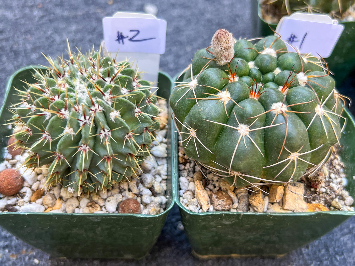Rare Cactus Collections (C1)(1~9) | Plant names listed in descriptions | 3.5Pot