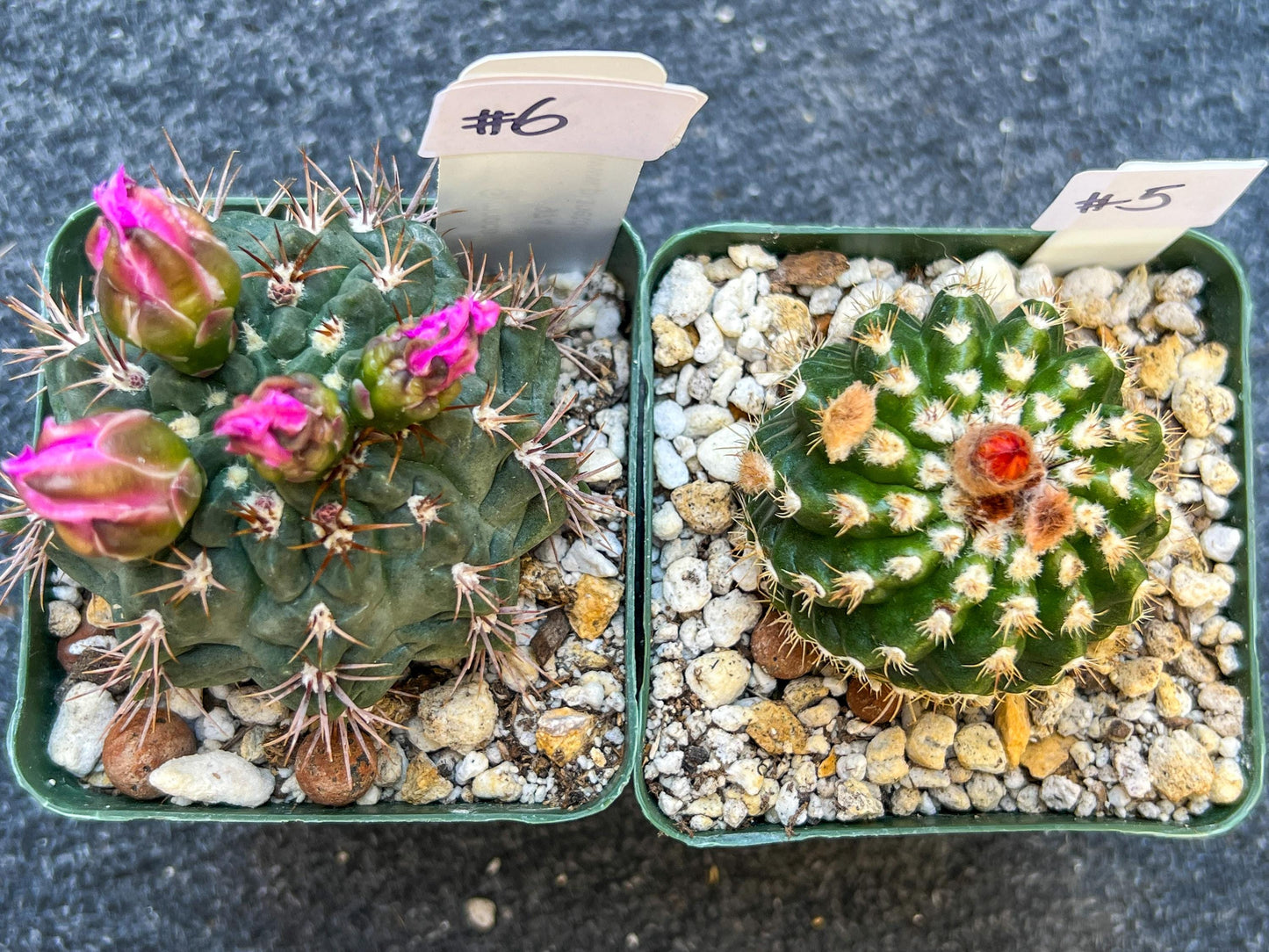 Rare Cactus Collections (C1)(1~9) | Plant names listed in descriptions | 3.5Pot
