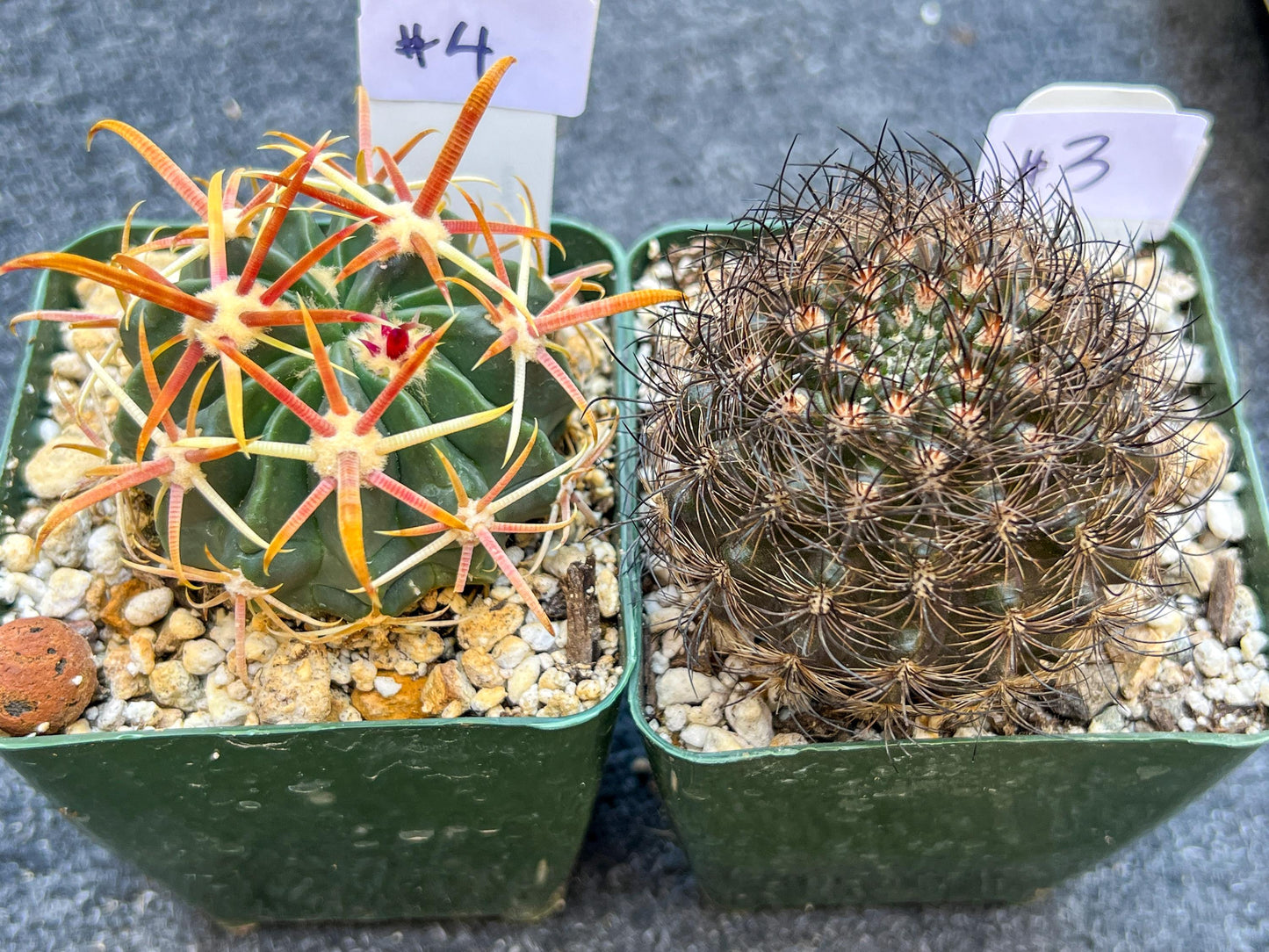 Rare Cactus Collections (C1)(1~9) | Plant names listed in descriptions | 3.5Pot