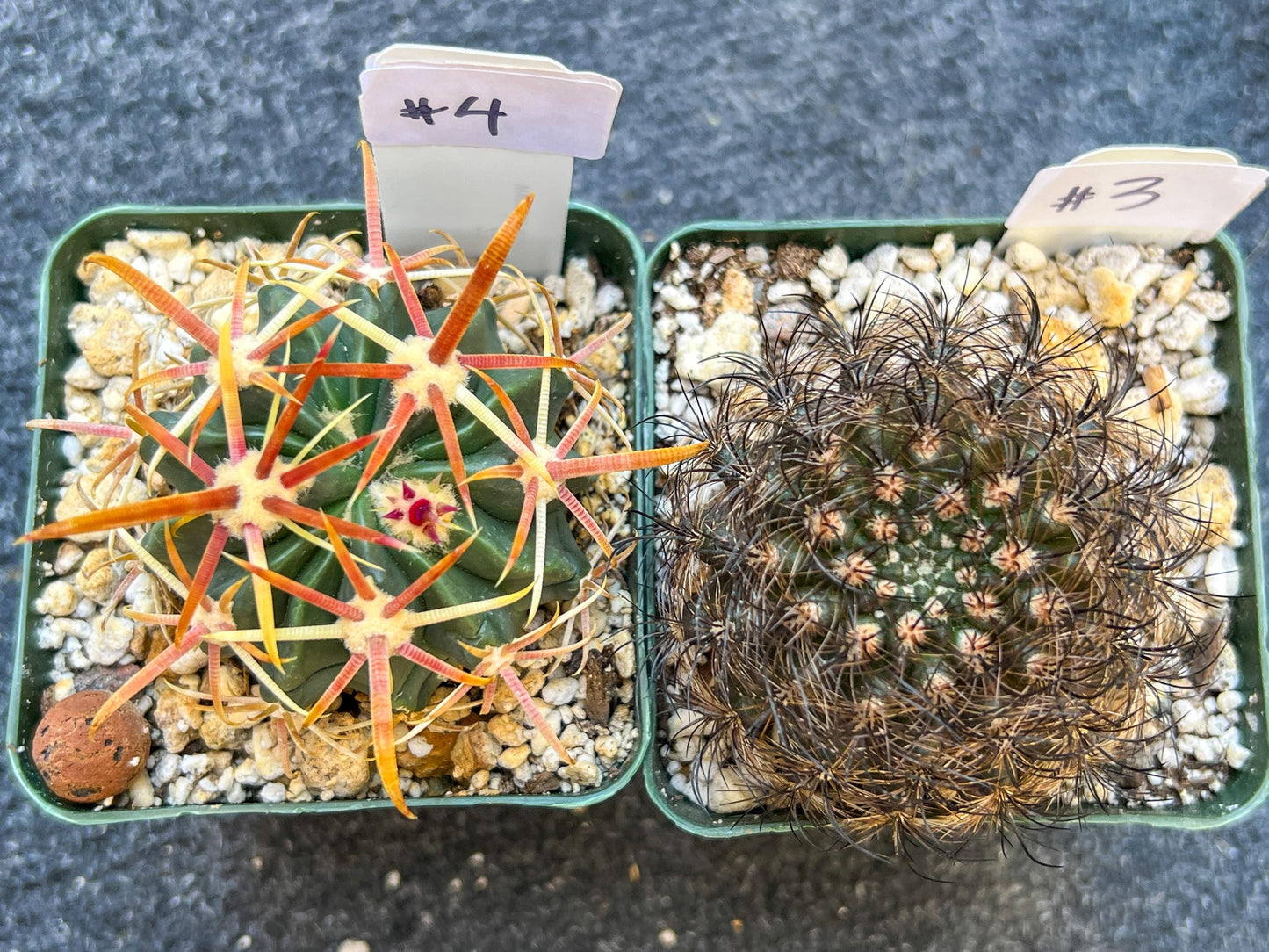 Rare Cactus Collections (C1)(1~9) | Plant names listed in descriptions | 3.5Pot