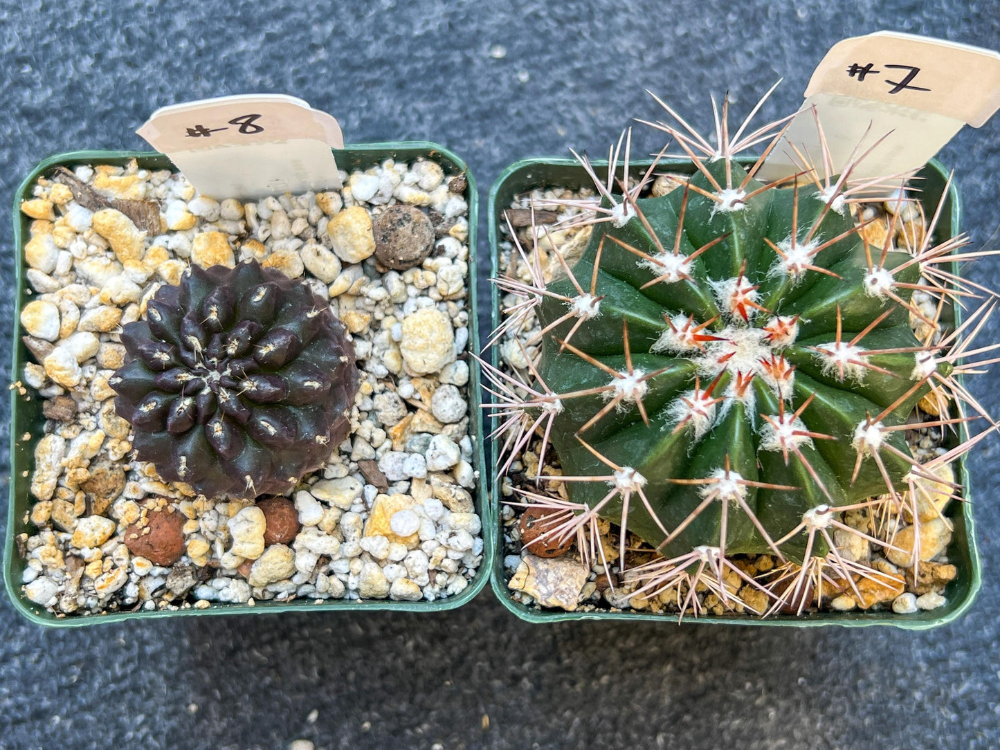 Rare Cactus Collections (C1)(1~9) | Plant names listed in descriptions | 3.5Pot