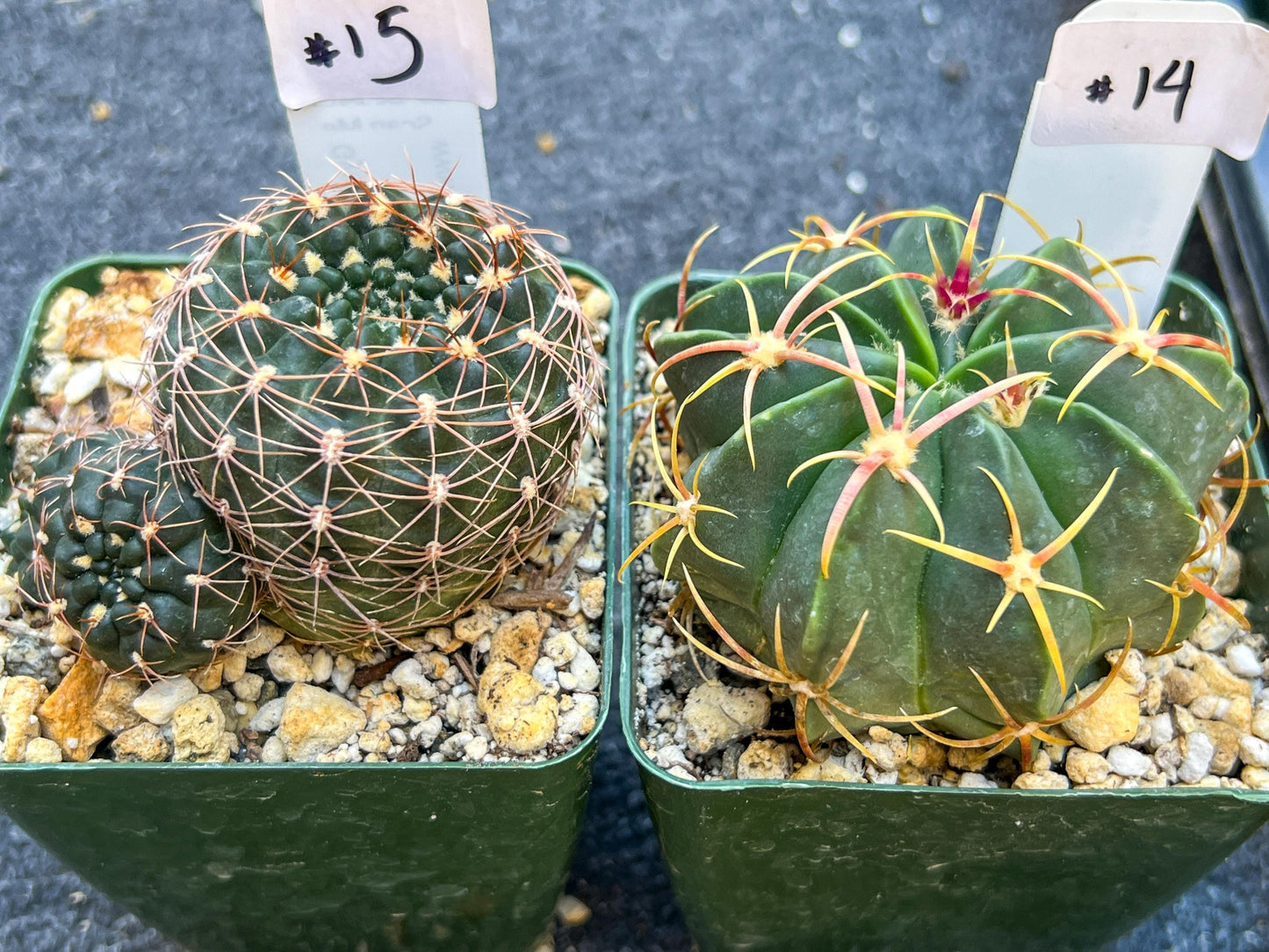 Rare Cactus Collections (C1)(10~16) | Plant names listed in descriptions | 3.5Pot