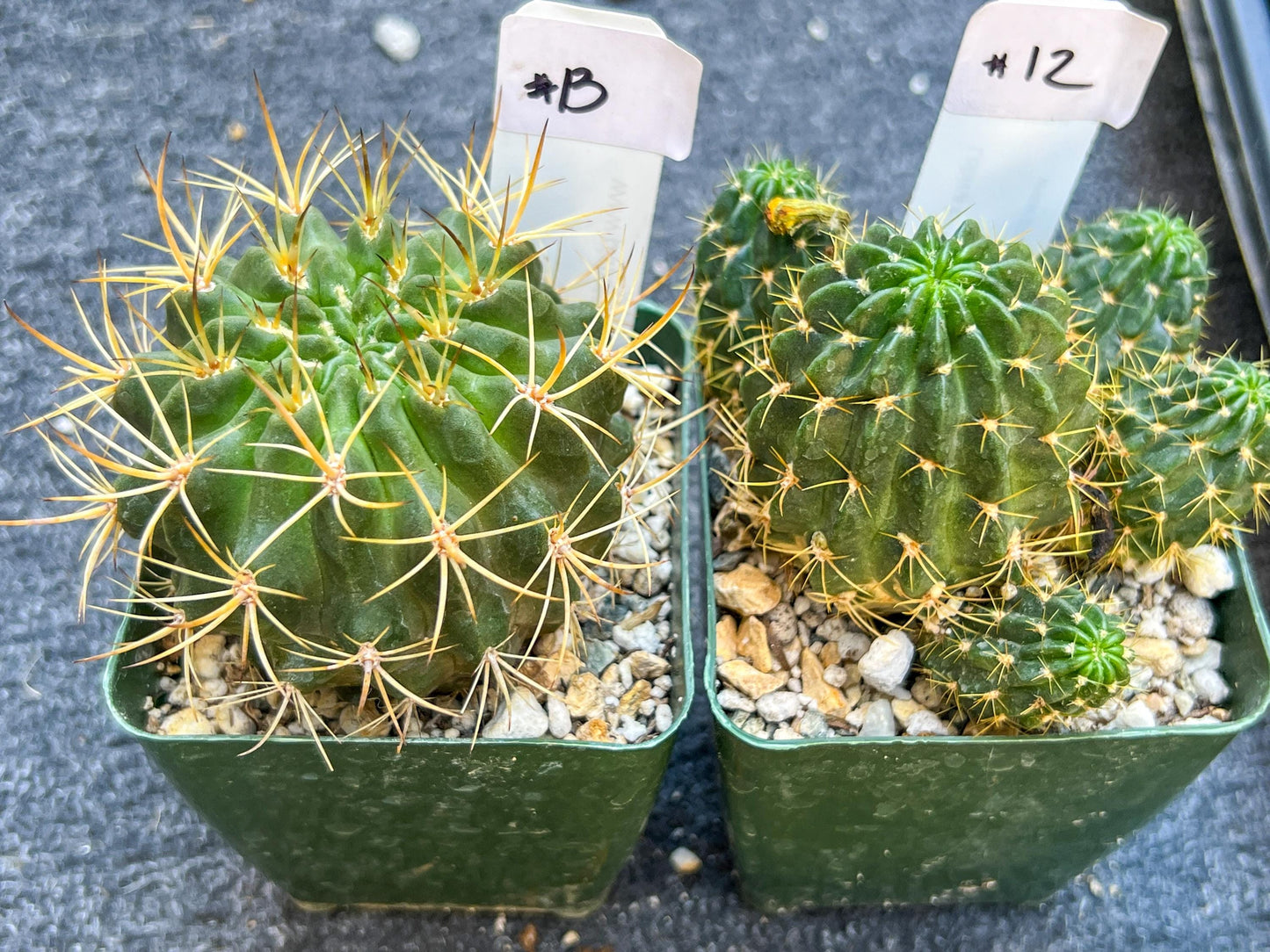 Rare Cactus Collections (C1)(10~16) | Plant names listed in descriptions | 3.5Pot