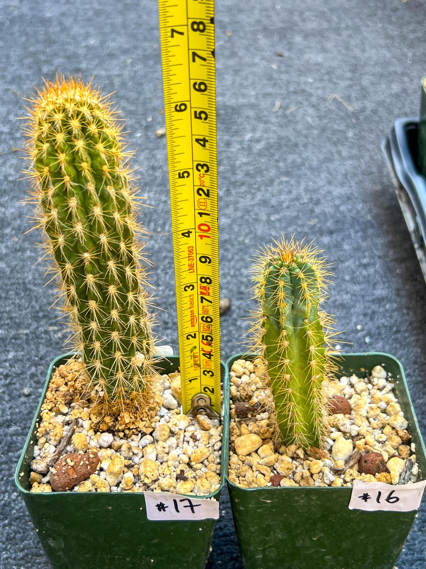 Rare Cactus Collections (C1)(10~16) | Plant names listed in descriptions | 3.5Pot
