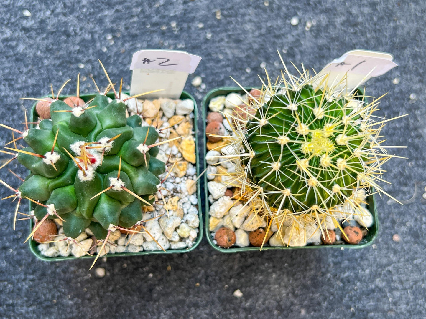 Rare Cactus Collections (C2)(1~8) | Plant names listed in descriptions | 3.5Pot