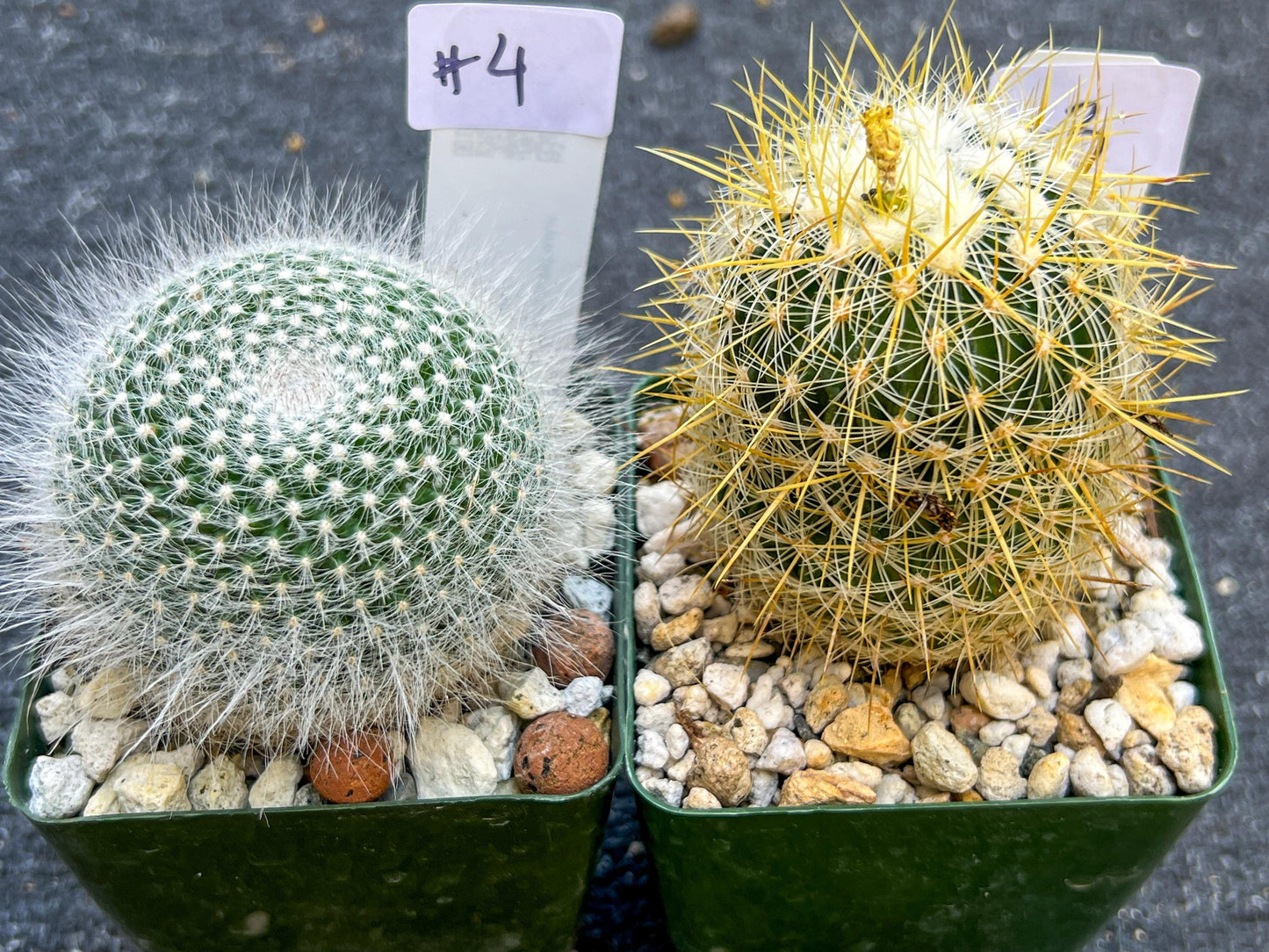Rare Cactus Collections (C2)(1~8) | Plant names listed in descriptions | 3.5Pot