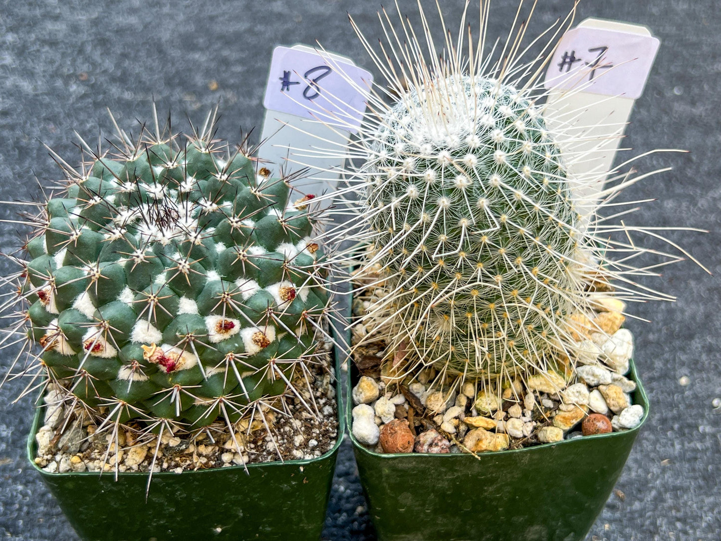 Rare Cactus Collections (C2)(1~8) | Plant names listed in descriptions | 3.5Pot