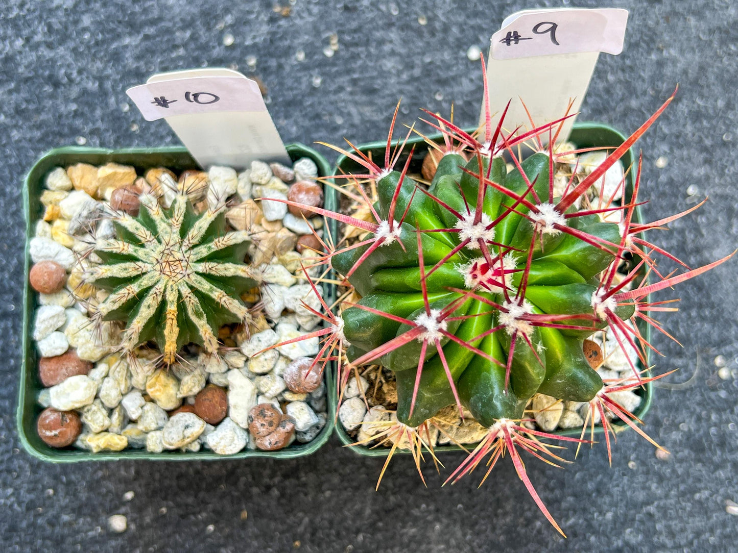 Rare Cactus Collections (C2)(8~15) | Plant names listed in descriptions | 3.5Pot