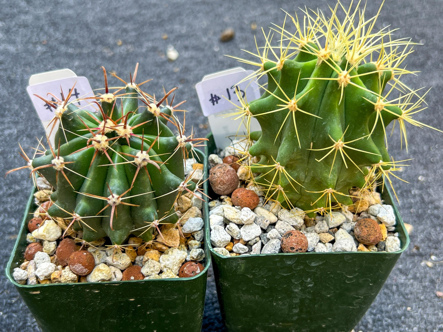 Rare Cactus Collections (C2)(8~15) | Plant names listed in descriptions | 3.5Pot