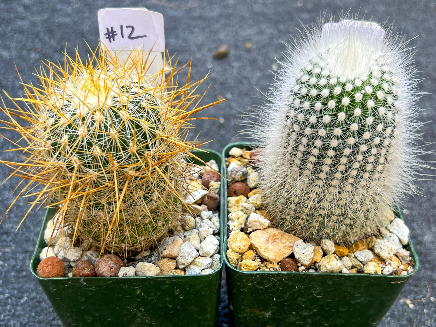 Rare Cactus Collections (C2)(8~15) | Plant names listed in descriptions | 3.5Pot