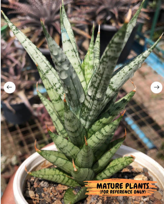 Sansevieria Keshya (#H12) | Imported Plants | Rare Hybrid Species