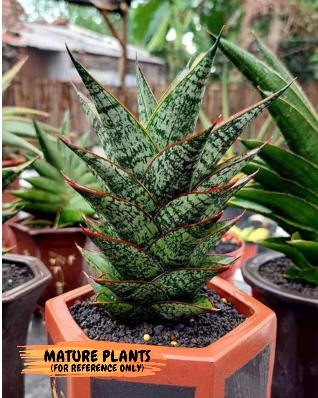 Sansevieria Toxin (#H51) | Imported House Plants