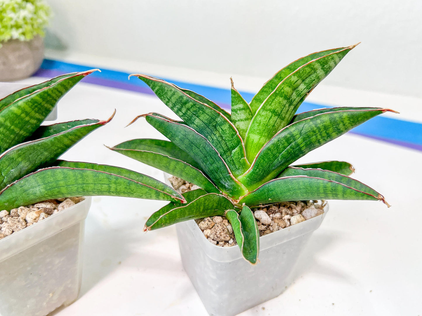 Sansevieria Argopuro (H17) | Invest in joy—start with a rare plant.