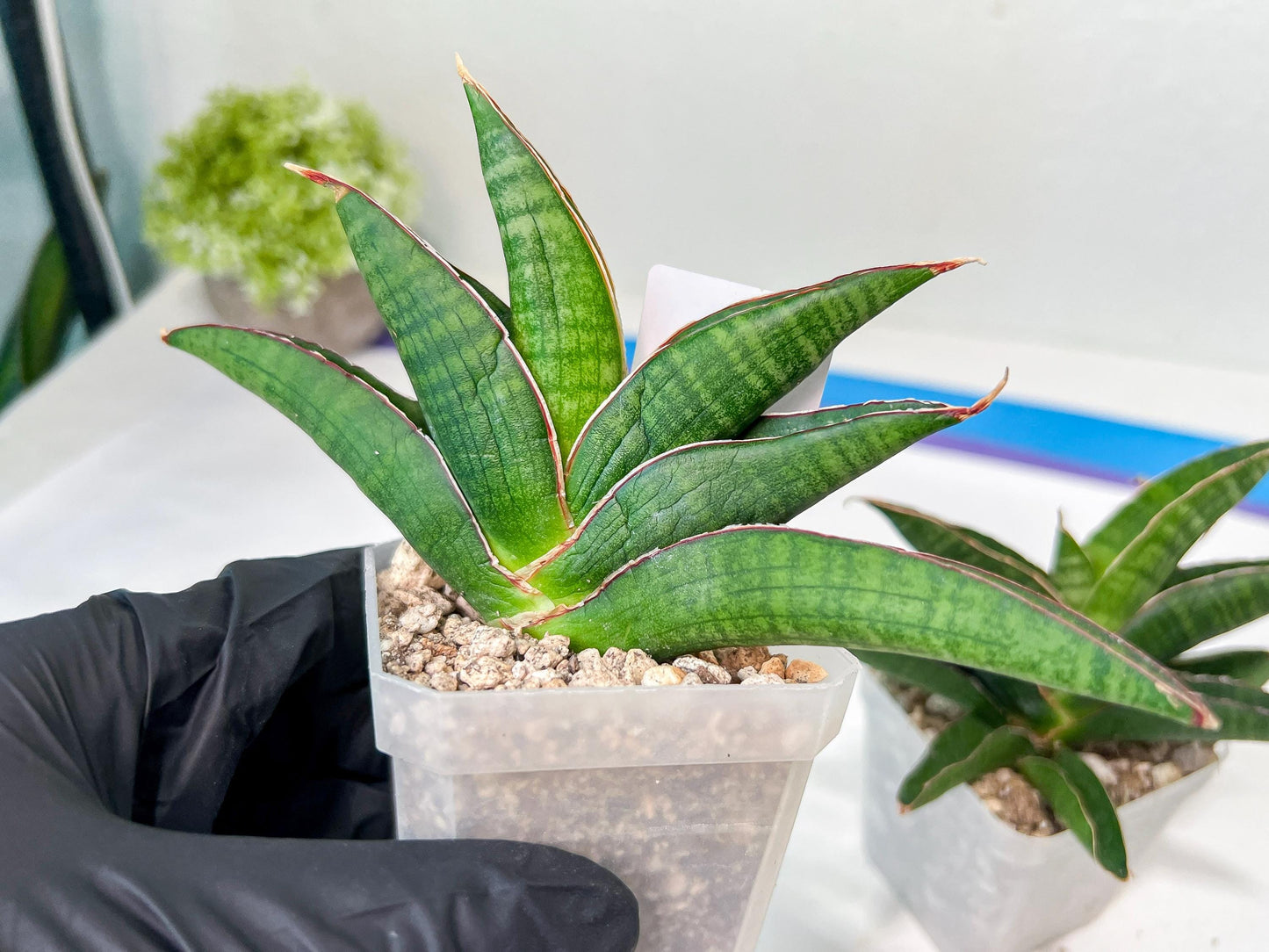 Sansevieria Argopuro (H17) | Invest in joy—start with a rare plant.
