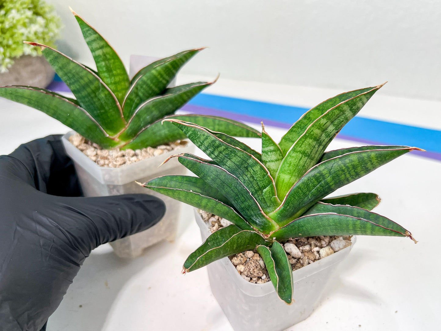 Sansevieria Argopuro (H17) | Invest in joy—start with a rare plant.
