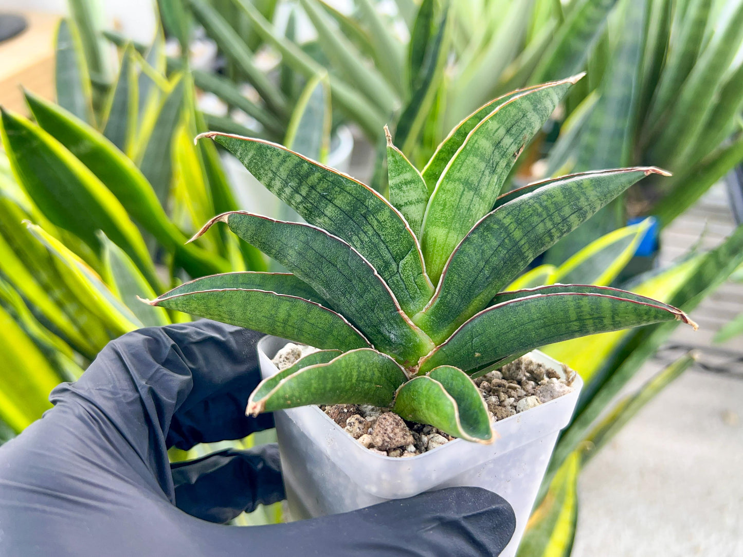 Sansevieria Argopuro (H17) | Invest in joy—start with a rare plant.