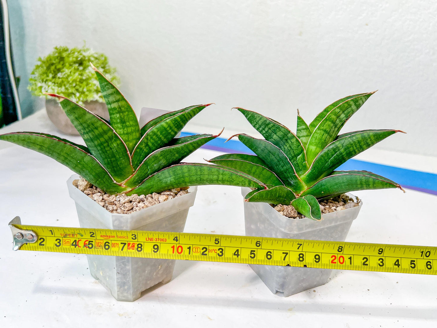 Sansevieria Argopuro (H17) | Invest in joy—start with a rare plant.