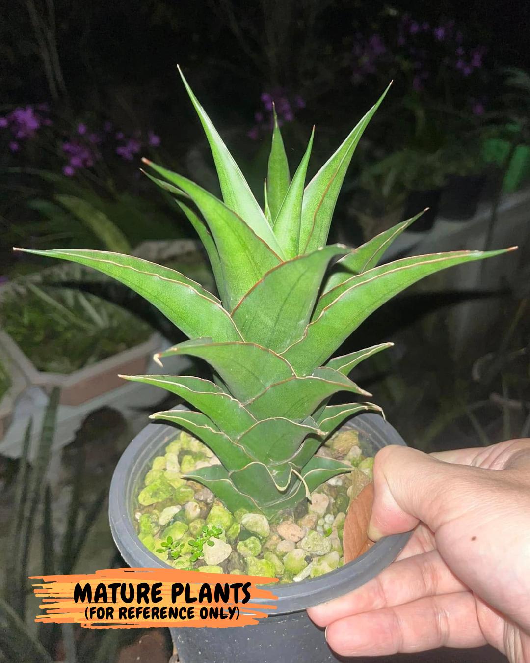 Sansevieria Marlena (Ha18) (p) | Imported Plants | Rare Hybrid Species