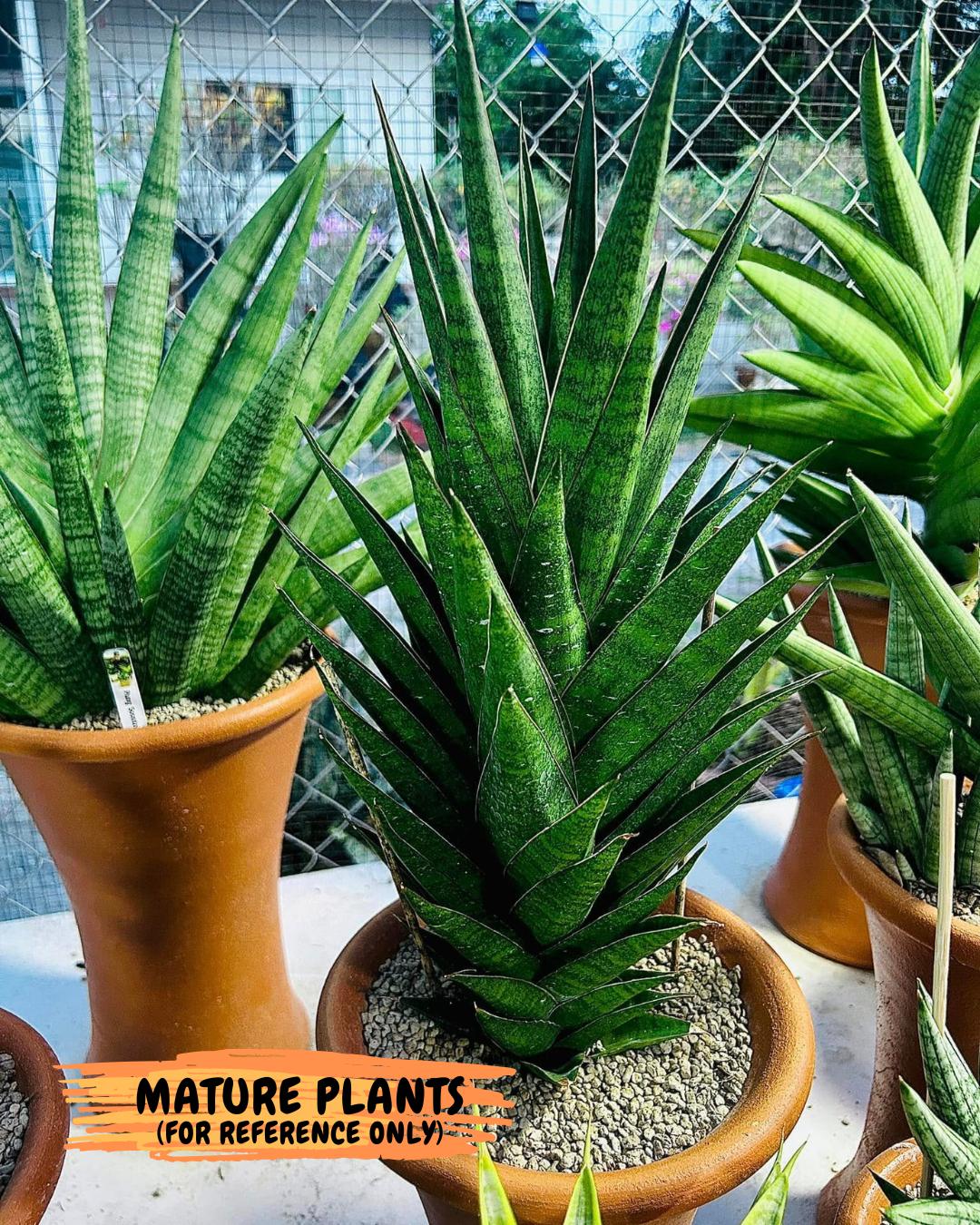 Sansevieria Asancaya (#H11) | Imported Plants | Rare Hybrid Species