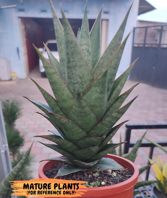 Sansevieria Asancaya (#H11) | Imported Plants | Rare Hybrid Species